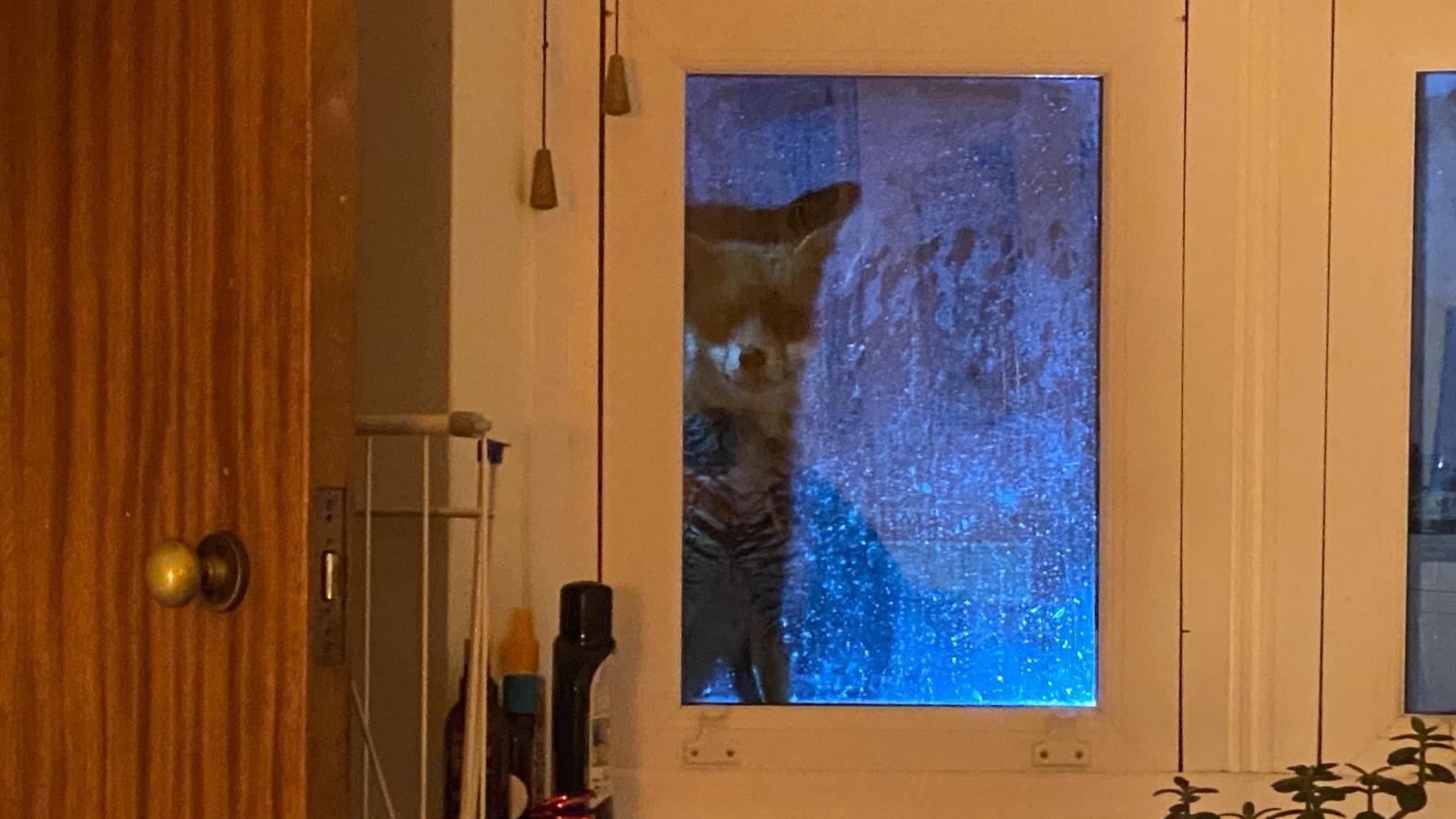 A fox stares eerily through a window at night. 