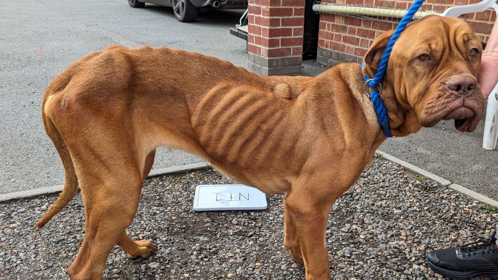 A very skinny brown-coloured dog