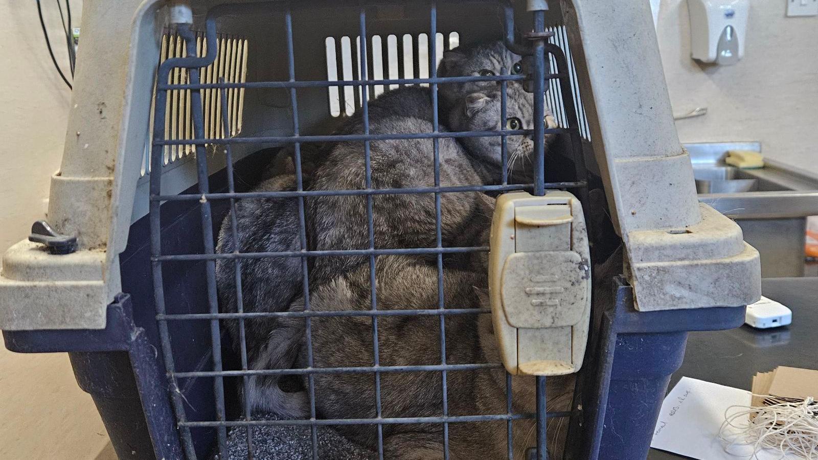 Several Scottish Fold kittens in a closed carrier at RSPCA centre Leybourne