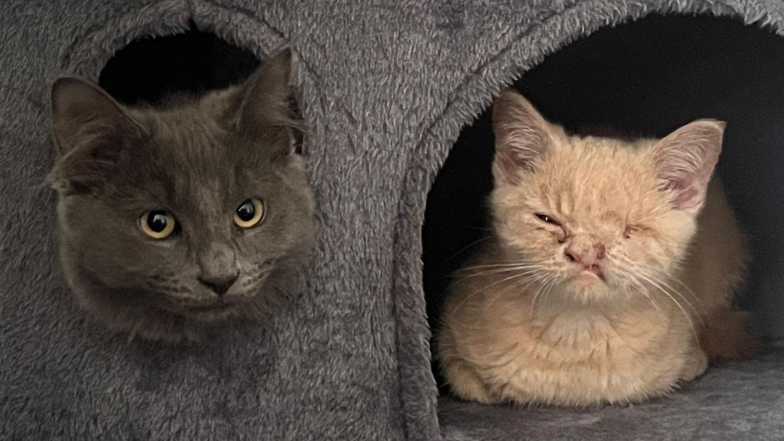 Teddy, a dark grey cat, pokes his head out of a hole within a cat climbing tree and looks at the camera. Benny, a light ginger cat, sits within a section on the right of Teddy and looks out of an entrance.