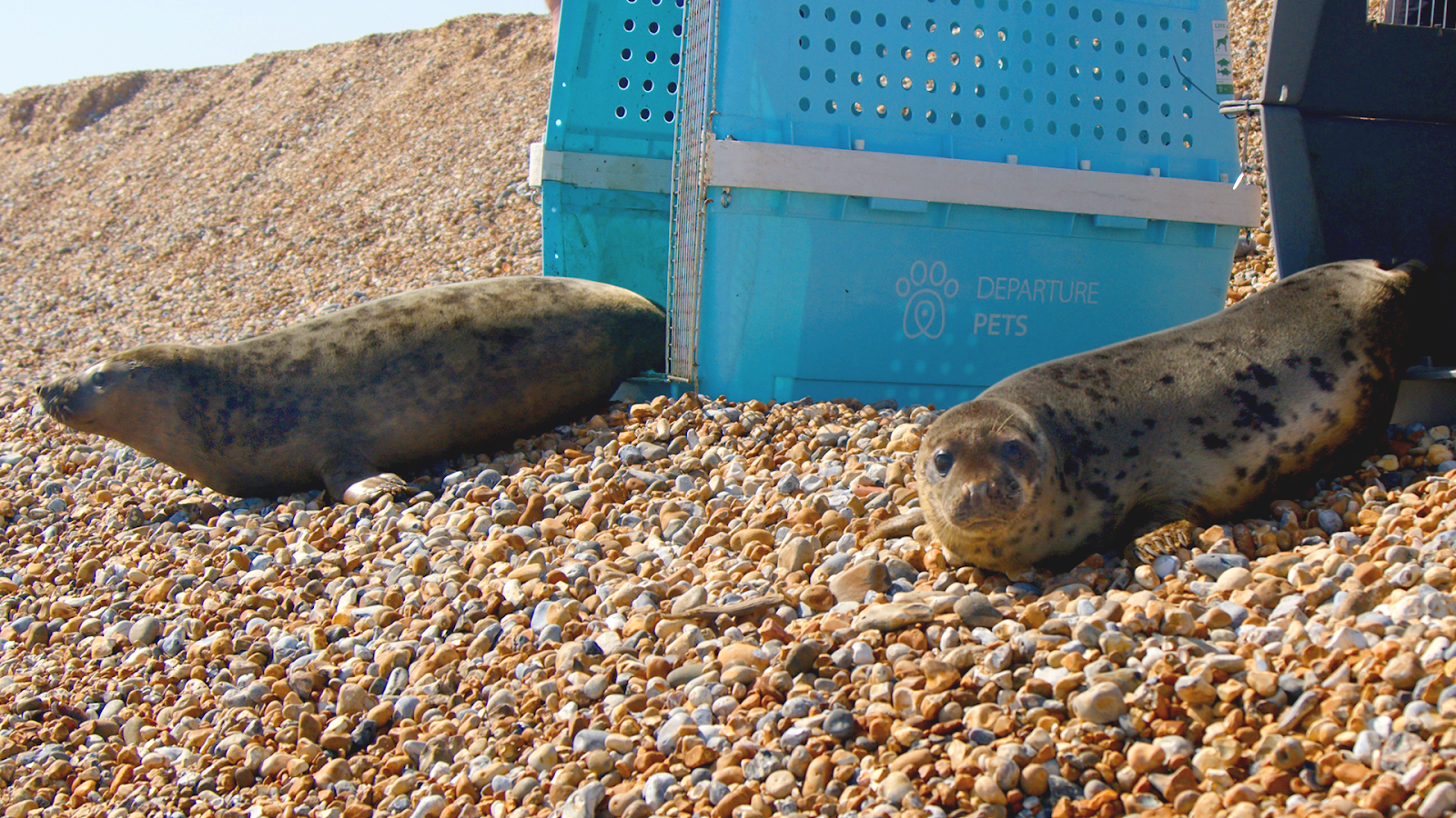 The two seal pups making their way down the stony beach at Hastings towards the sea.
