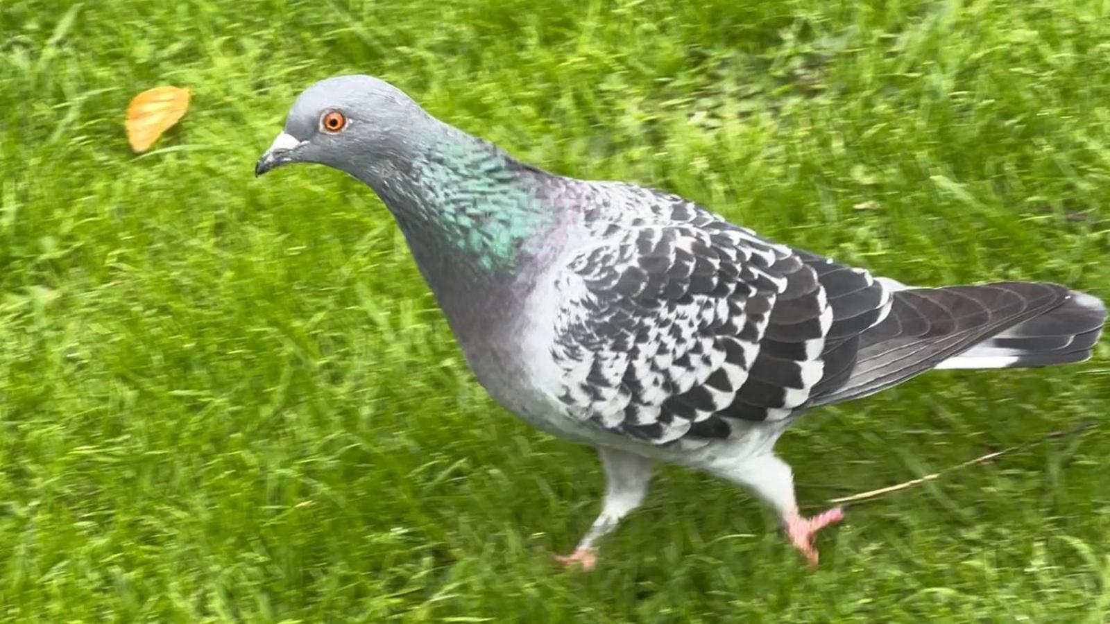 Pigeon with black, white, grey and green markings walking along a turfed area 