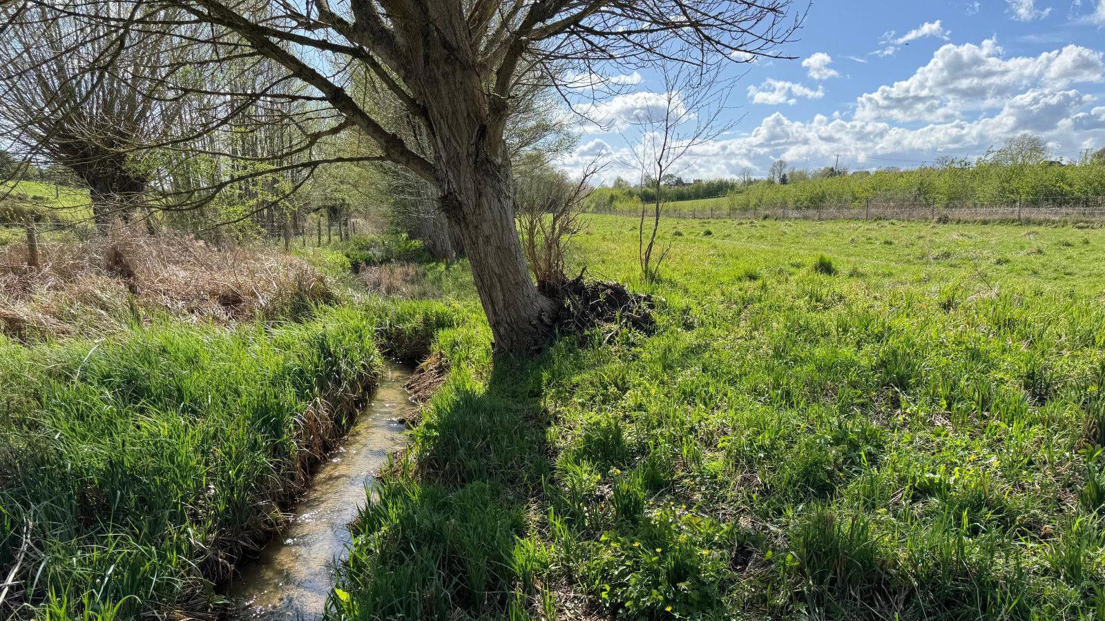 A view of Hasley Brook on a sunny day. Lush greenery grows around the brook.