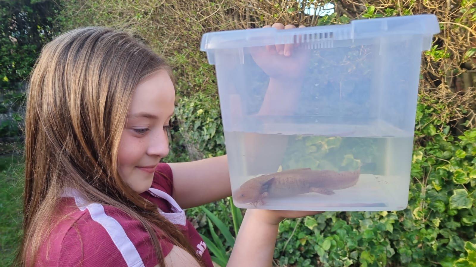A girl in a pink t-shirt holds a clear plastic bucket full of water. A pale pinky brown axolotl can be seen at the bottom