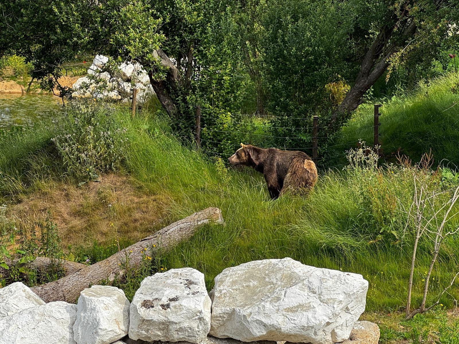 A brown bear surrounded by trees, grass and rocks