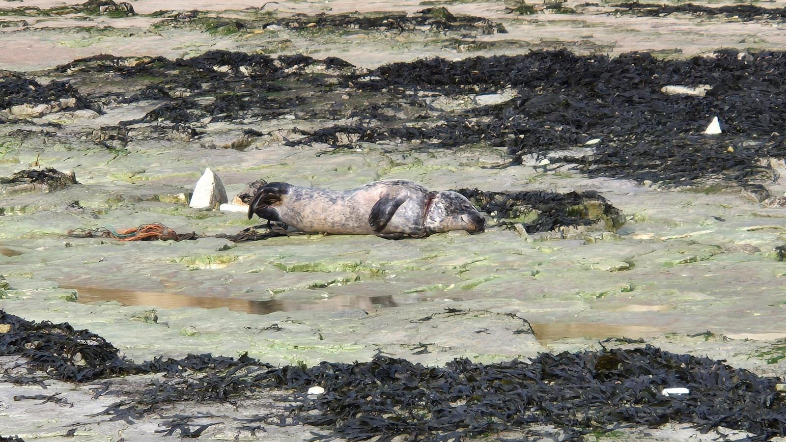 A seal laid on the bank of a nature reserve with entanglement laid out behind it and an indented mark on its neck.