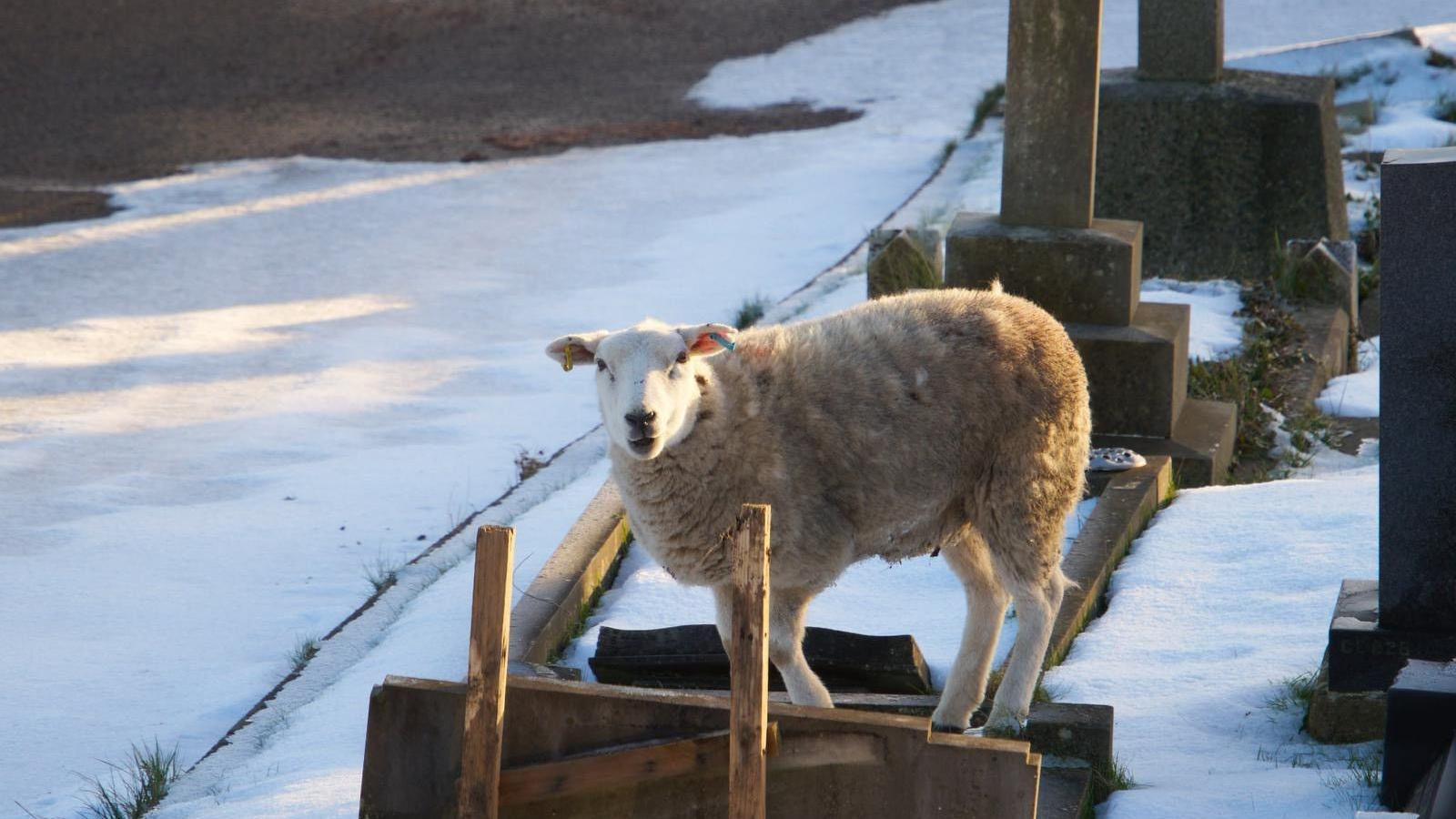 Llun dafad yn sefyll ar fedd