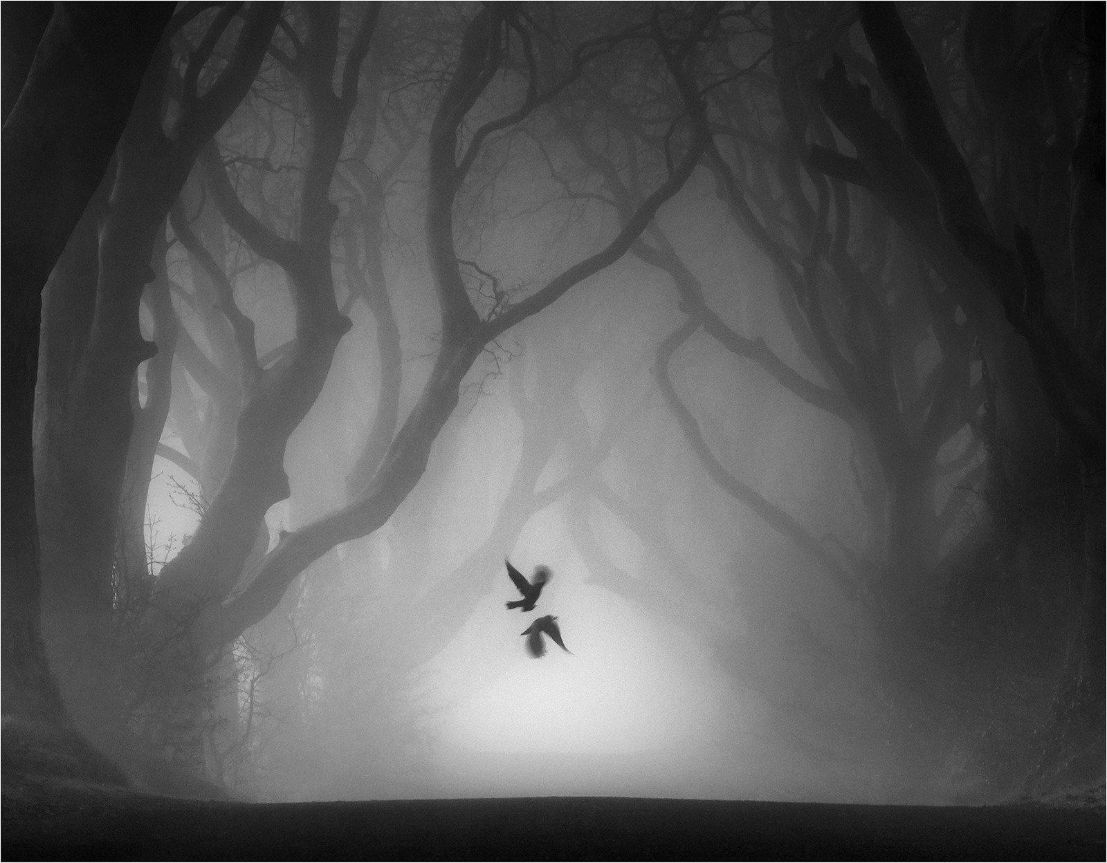 Dark Hedges, County Antrim