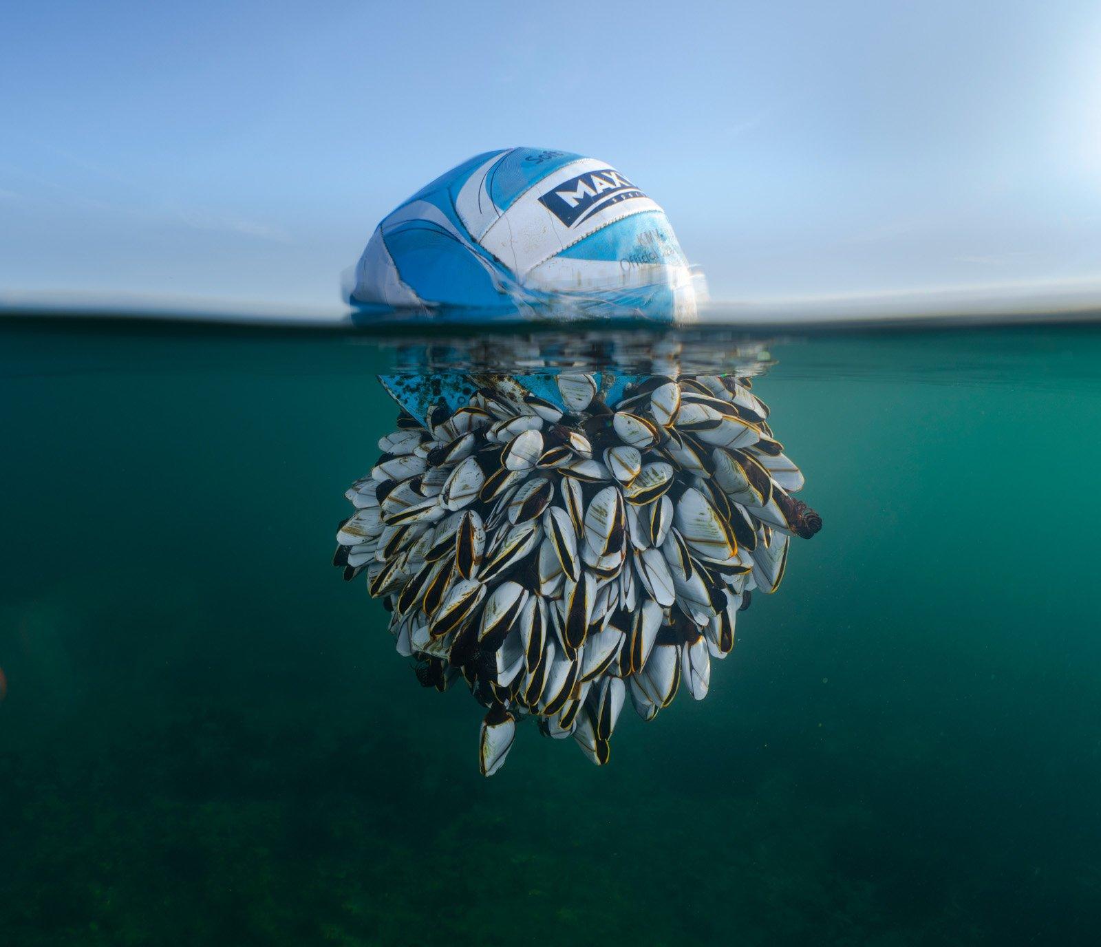 Football covered in goose barnacles