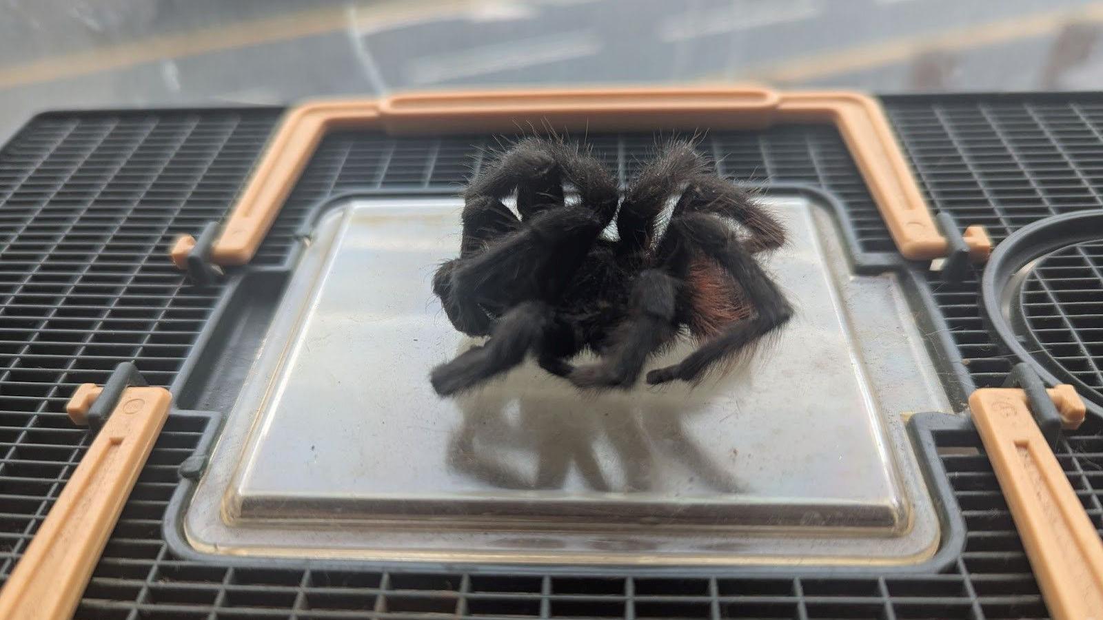A curled up, dead, black tarantula is lying on a metal square, which is part of the lid of one of the enclosures. 