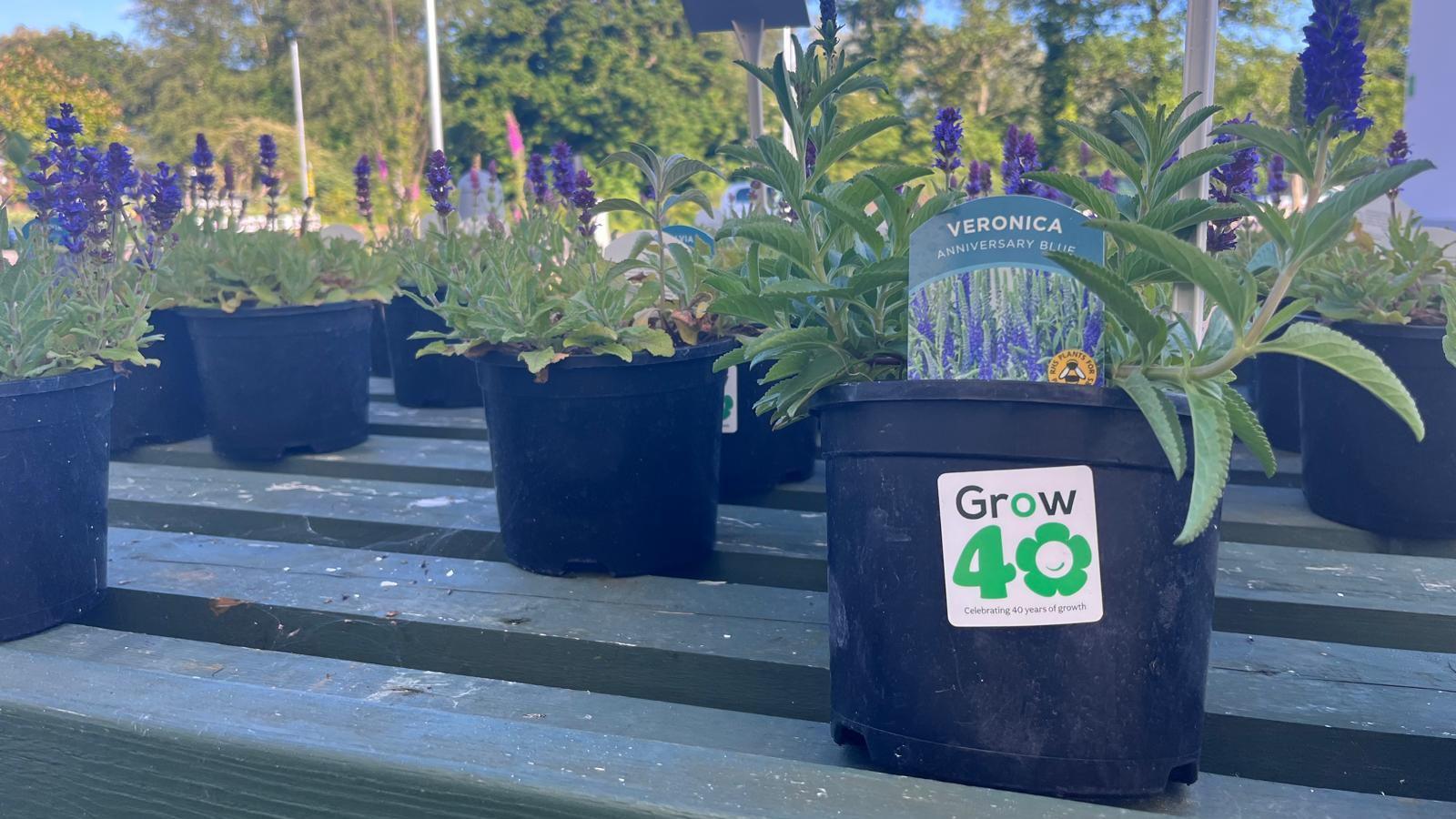 A plant pot with the words Grow 40 on it