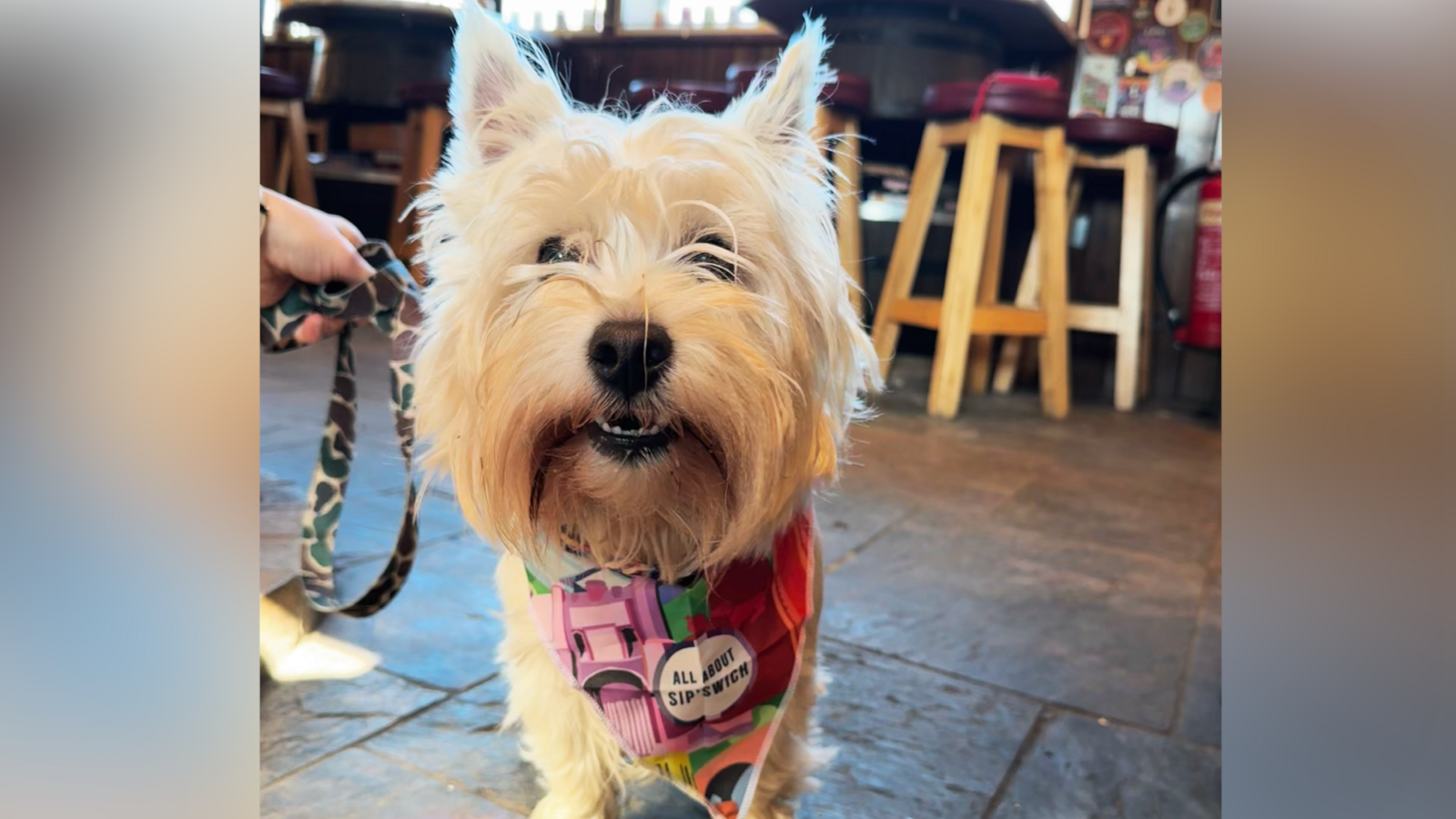 A West Highland White Terrier is pictured in a pub wearing a bandana with the words, All About Ipswich written on it.