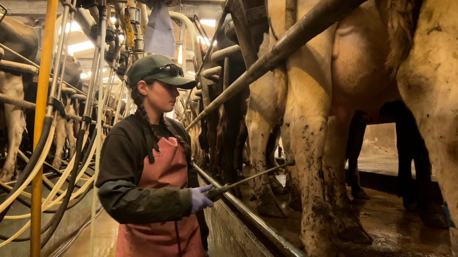 Georgie Paul stands by cows in the milking parlour, holding a short pole which squirts sanitizer onto the udders. Cows are lined up all alongside her on both sides