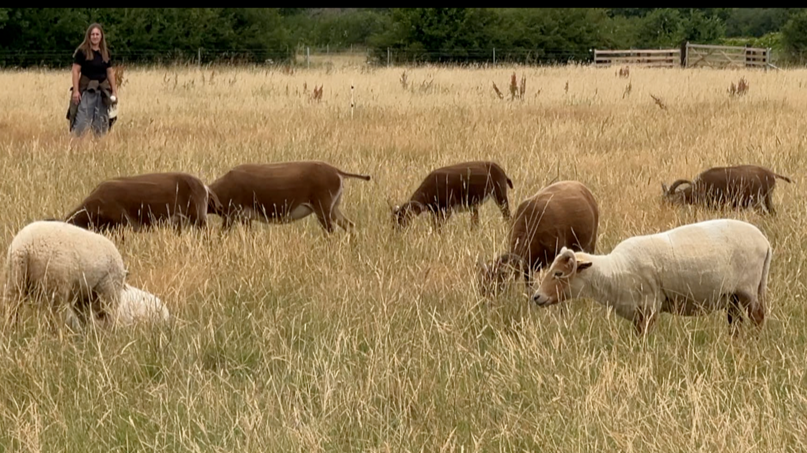 Goats in a field. In the distance, a woman stands and watches.