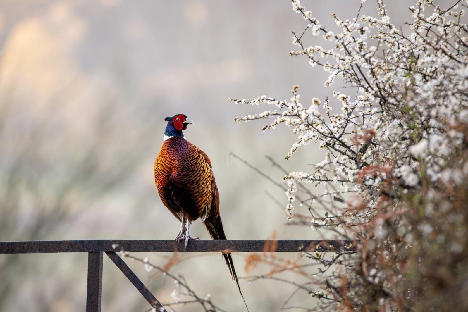 Pheasant (Phasianus colchicus) Mid Wales