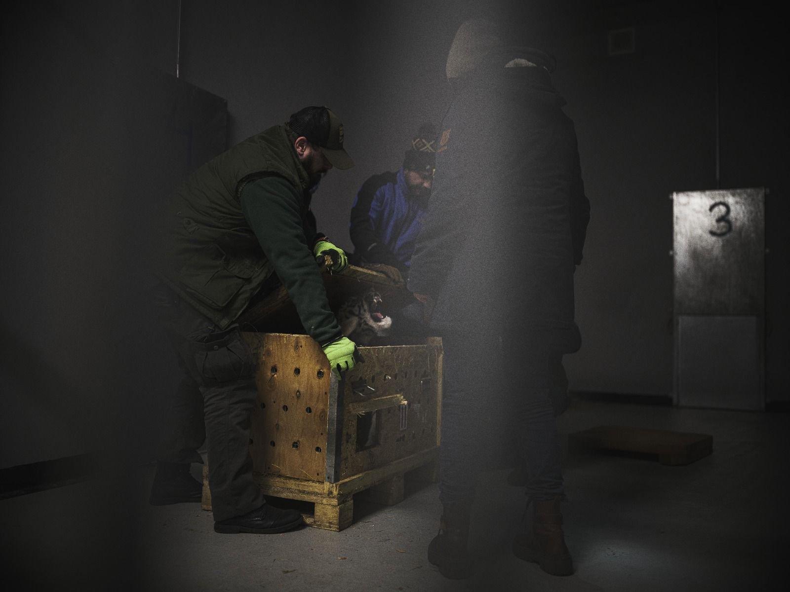 A team opens a crate to check on an evacuated tiger cub