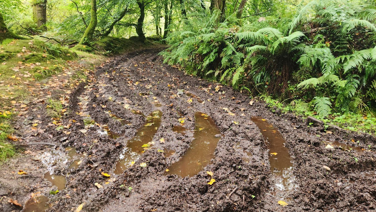 A mucky track within the forest 