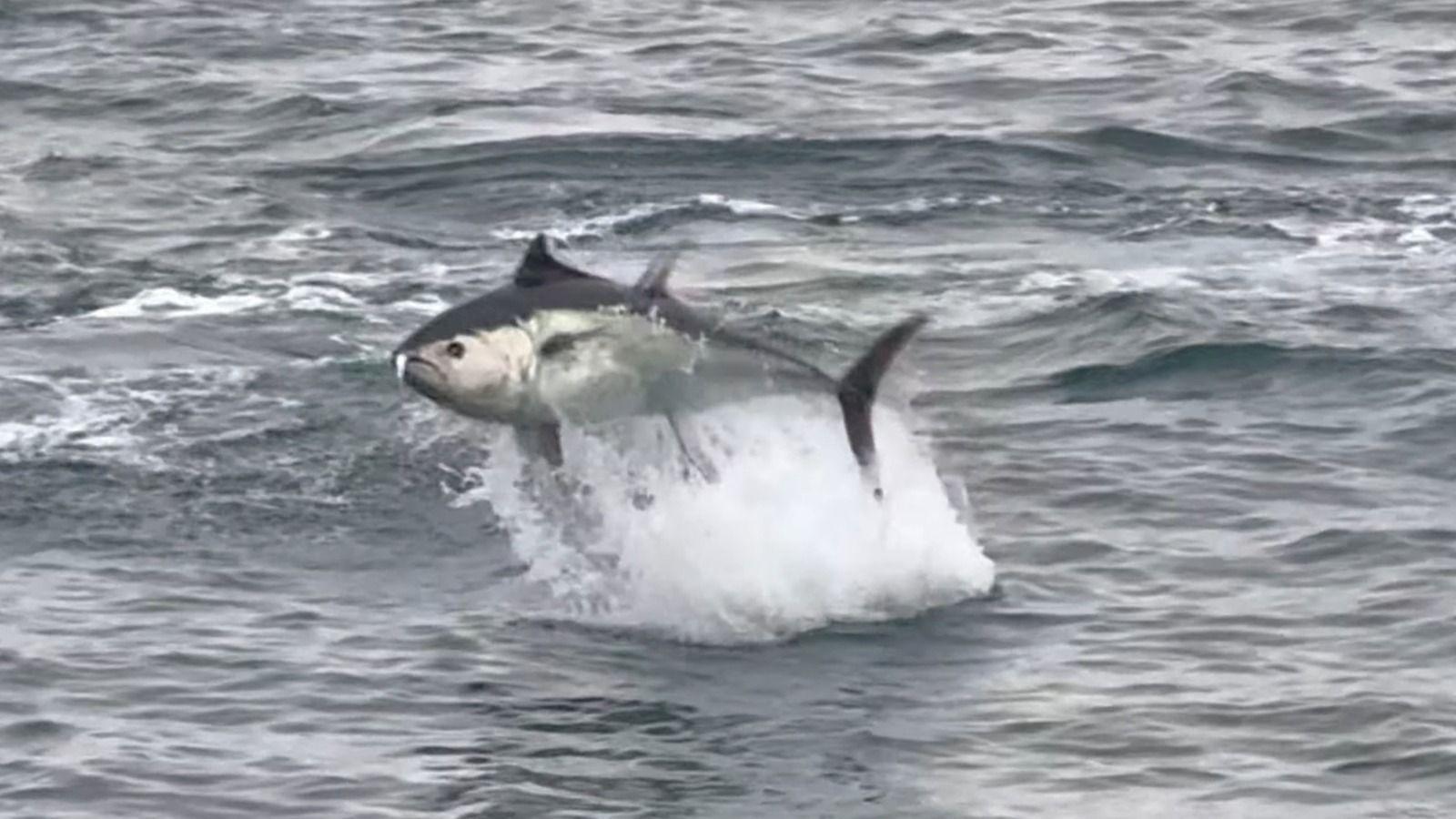 A bluefin tuna is seen jumping out of the sea. White water spray is seen below it between the sea surface and the bluefin's body as it leaps out of the water.