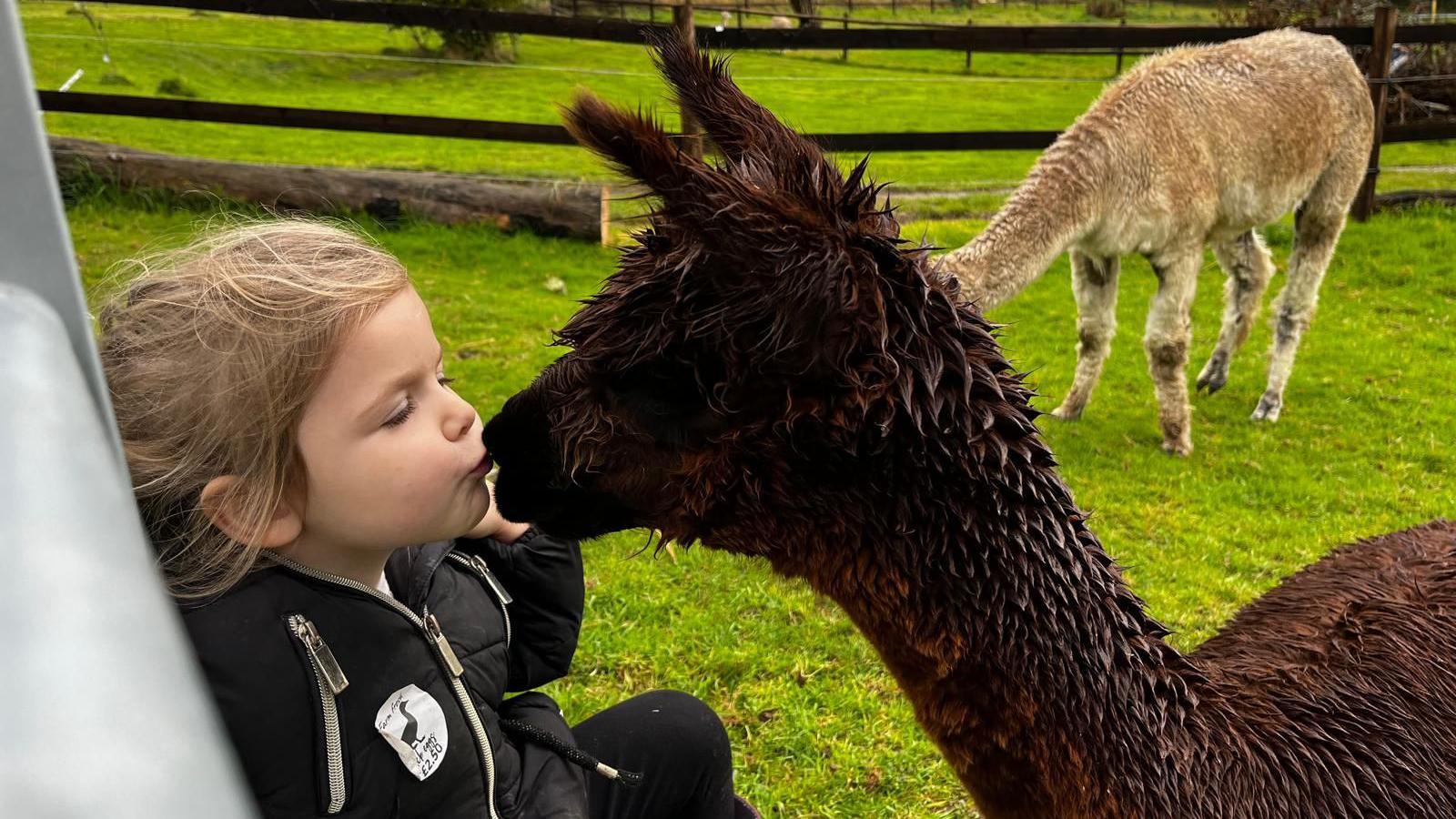 Four-year-old girl, giving a kiss to an alpaca in a field