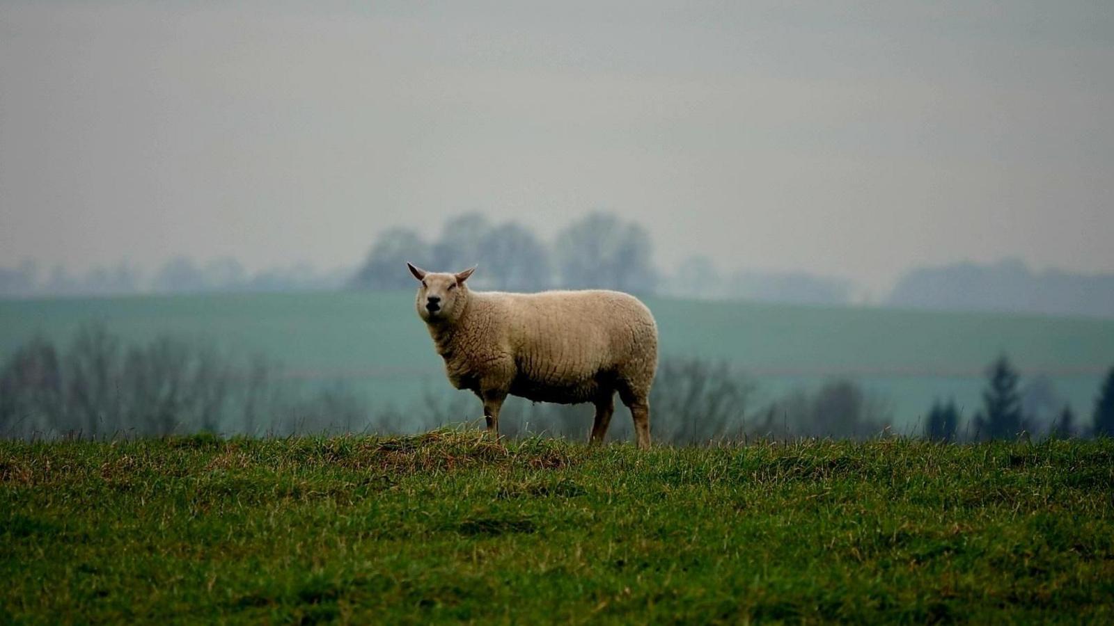 A lone sheep stands in a grass field. It is looking at the camera. The day is overcast and it appears to be raining.