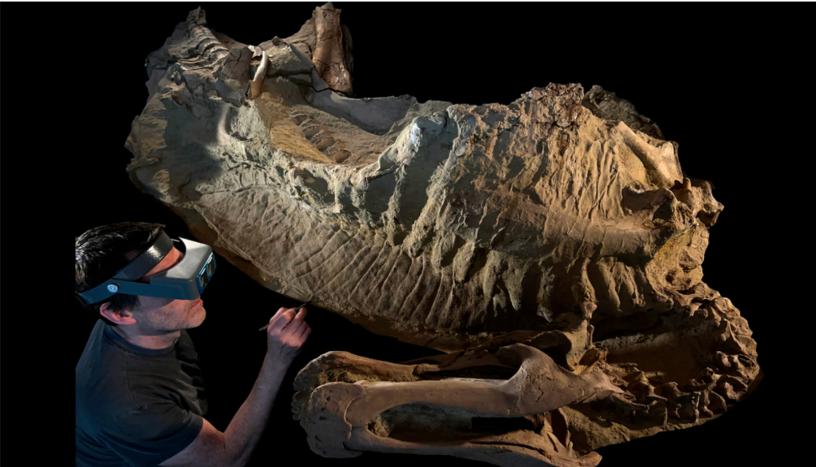 Mummy of the juvenile duck-billed dinosaur Edmontosaurus annectens with fossil preparator Tyler Keillor of the University of Chicago.