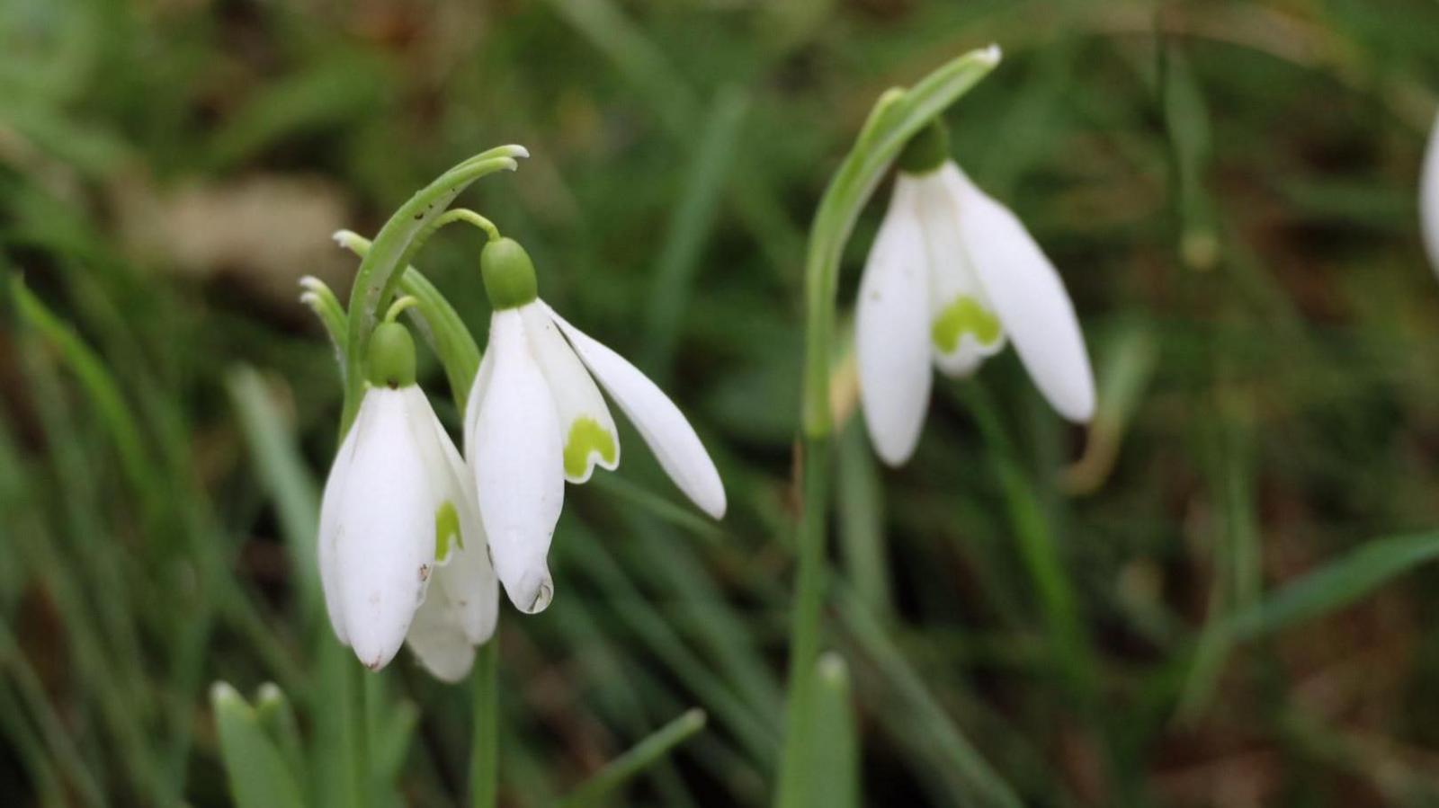 White snowdrop flowers glisten in the rain. The white flowers take up most of the frame. Behind you can see green stems of other plants. 