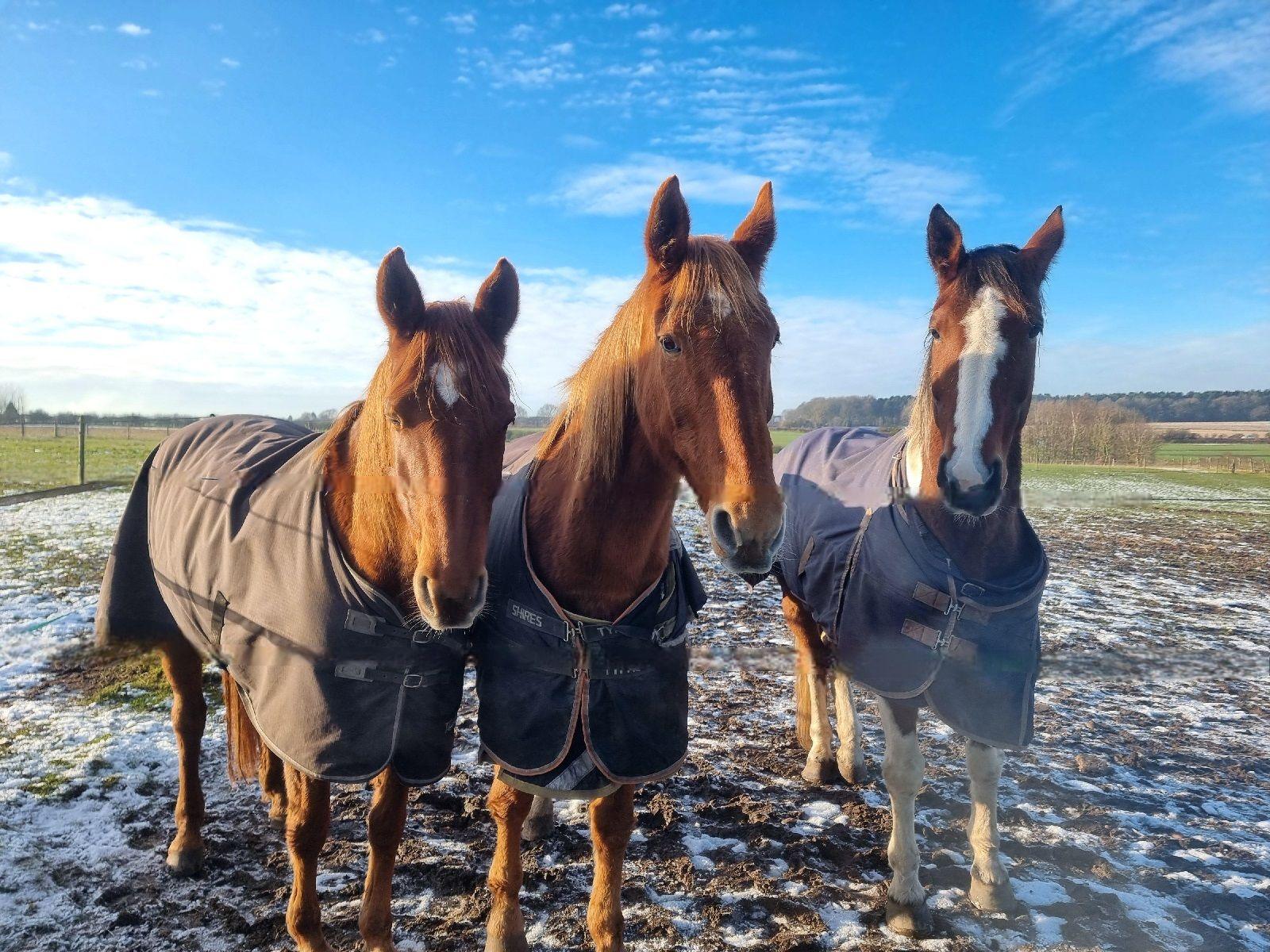 Three chestnut horses with white blazes on their faces, wearing overcoats, standing in a field with some snow