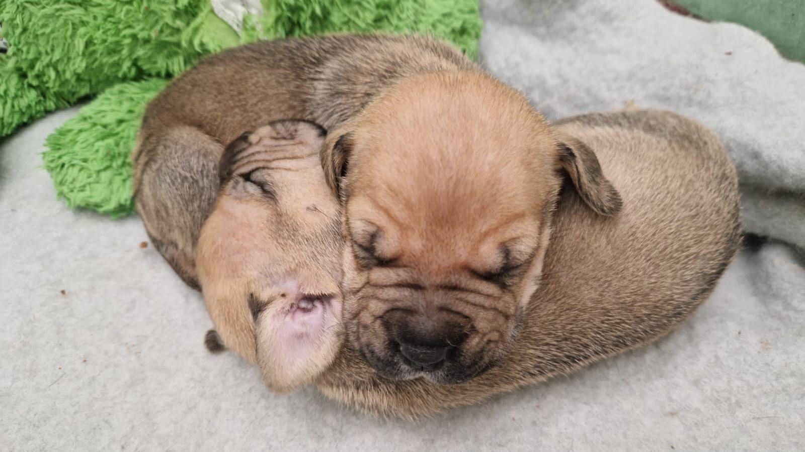 Two brown bulldog puppies asleep on one another. They are lying on a grey blanket. A green soft toy is in the background