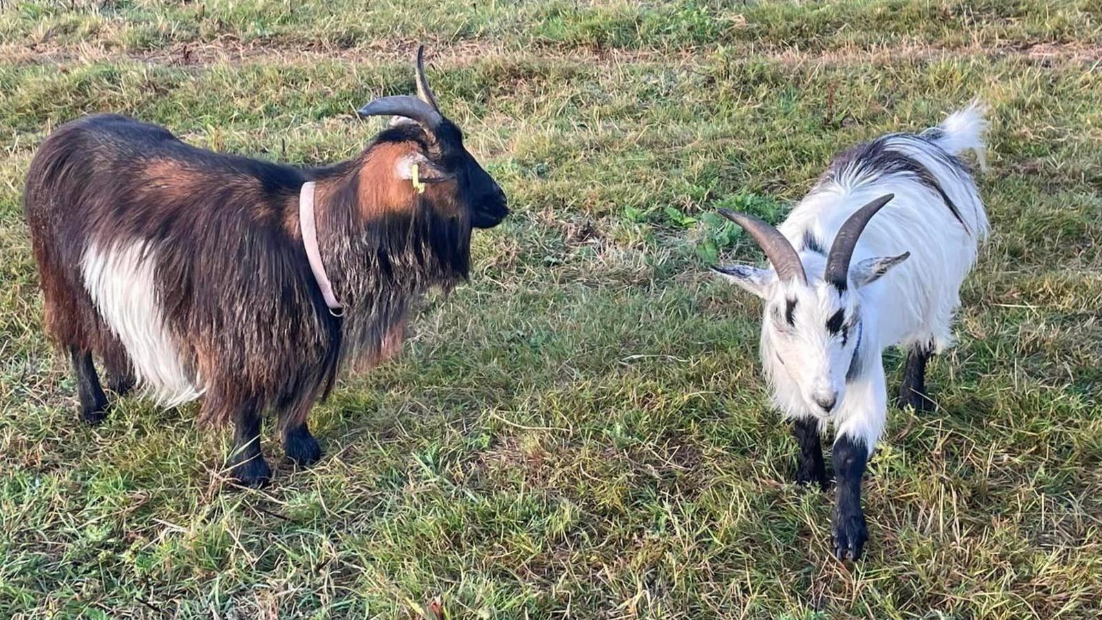 A white and brown goat, Arlo and Coco in a field together walking around