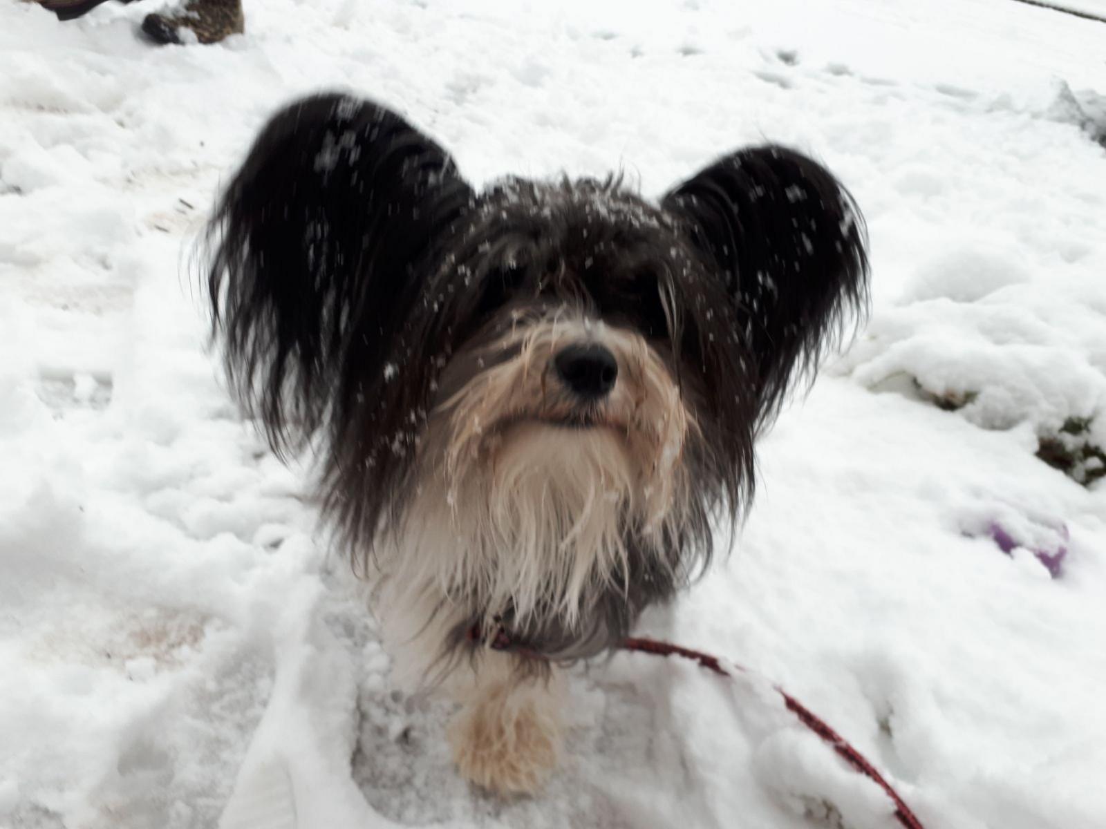 Dog in the snow