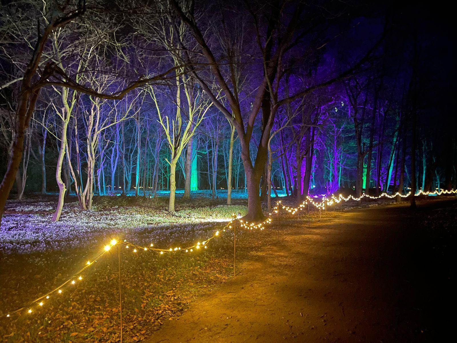 A woodland at night, illuminated with blue, purple and yellow lighting. A thick covering of snowdrops can be seen on the ground. There is a wide path on the right, which is separated from the wood by a fence decorated with fairy lights.