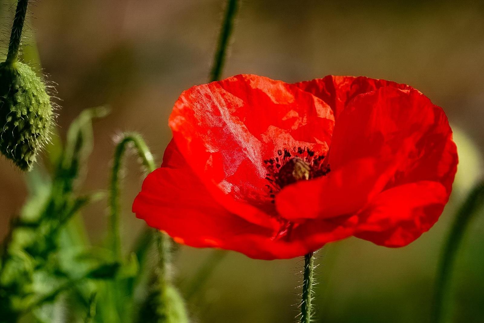 Nuneaton poppy