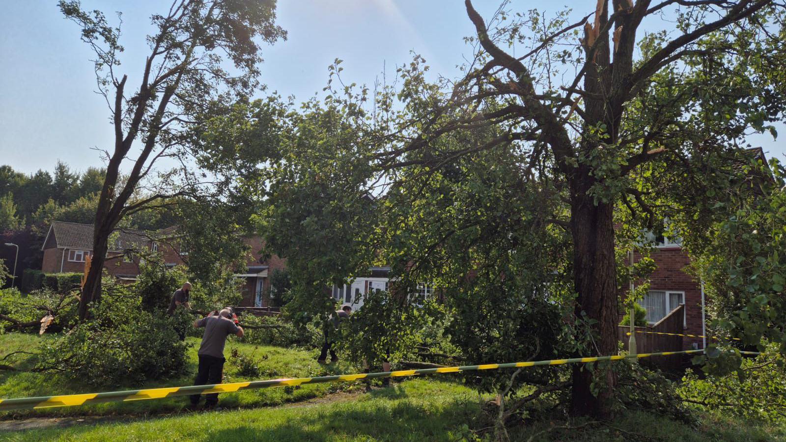 Tree which was damaged by the tornado is being secured