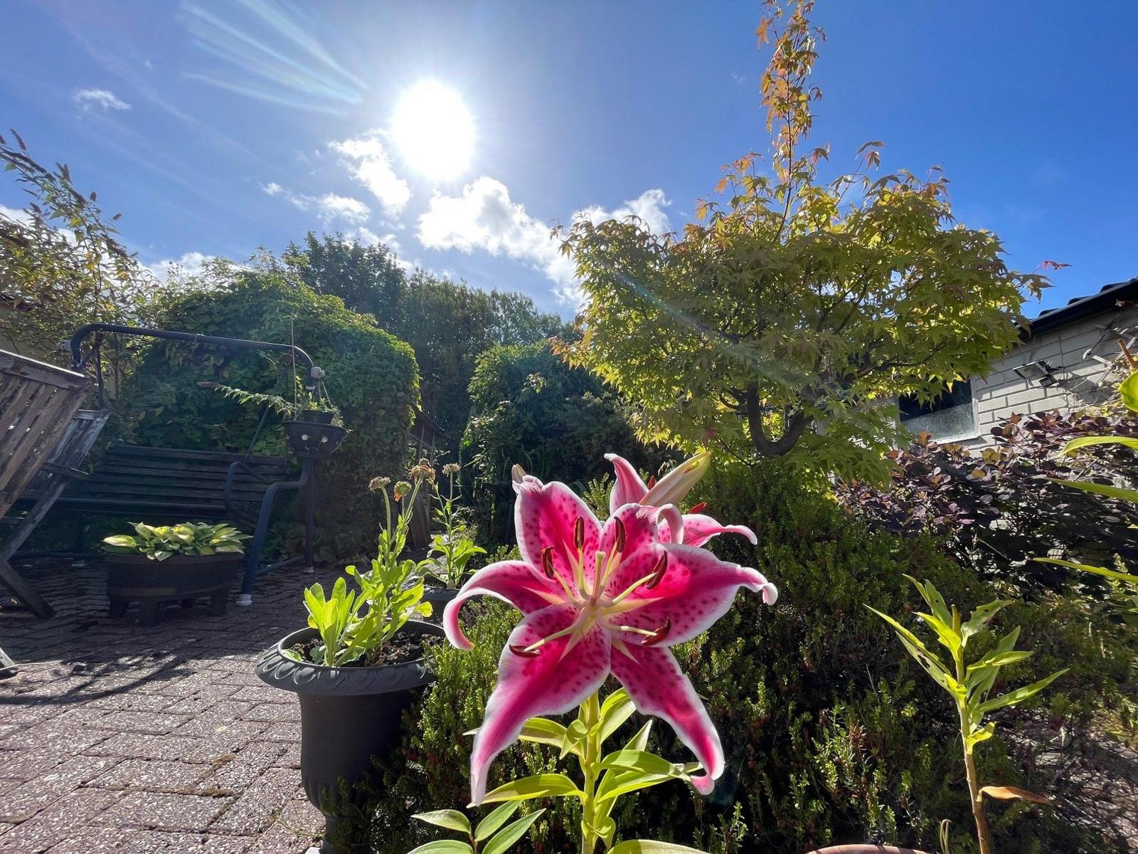 A pink petalled flower is in the foreground of this garden with green bushes and plants behind it. A grey swing can be seen further back.
