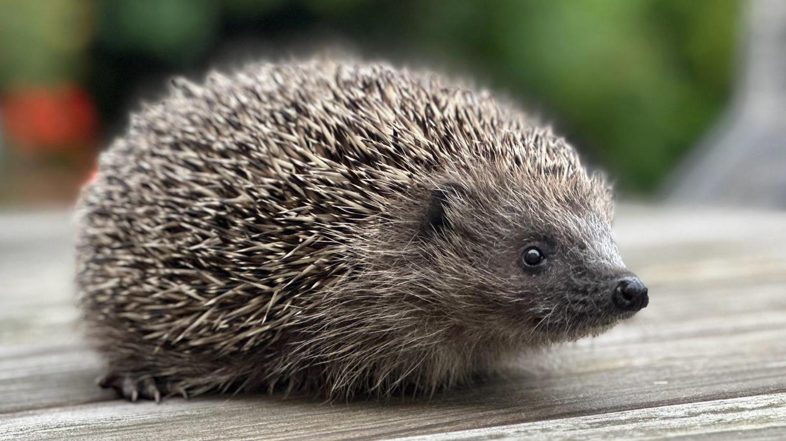 Bruce the hedgehog sits on a wooden table.