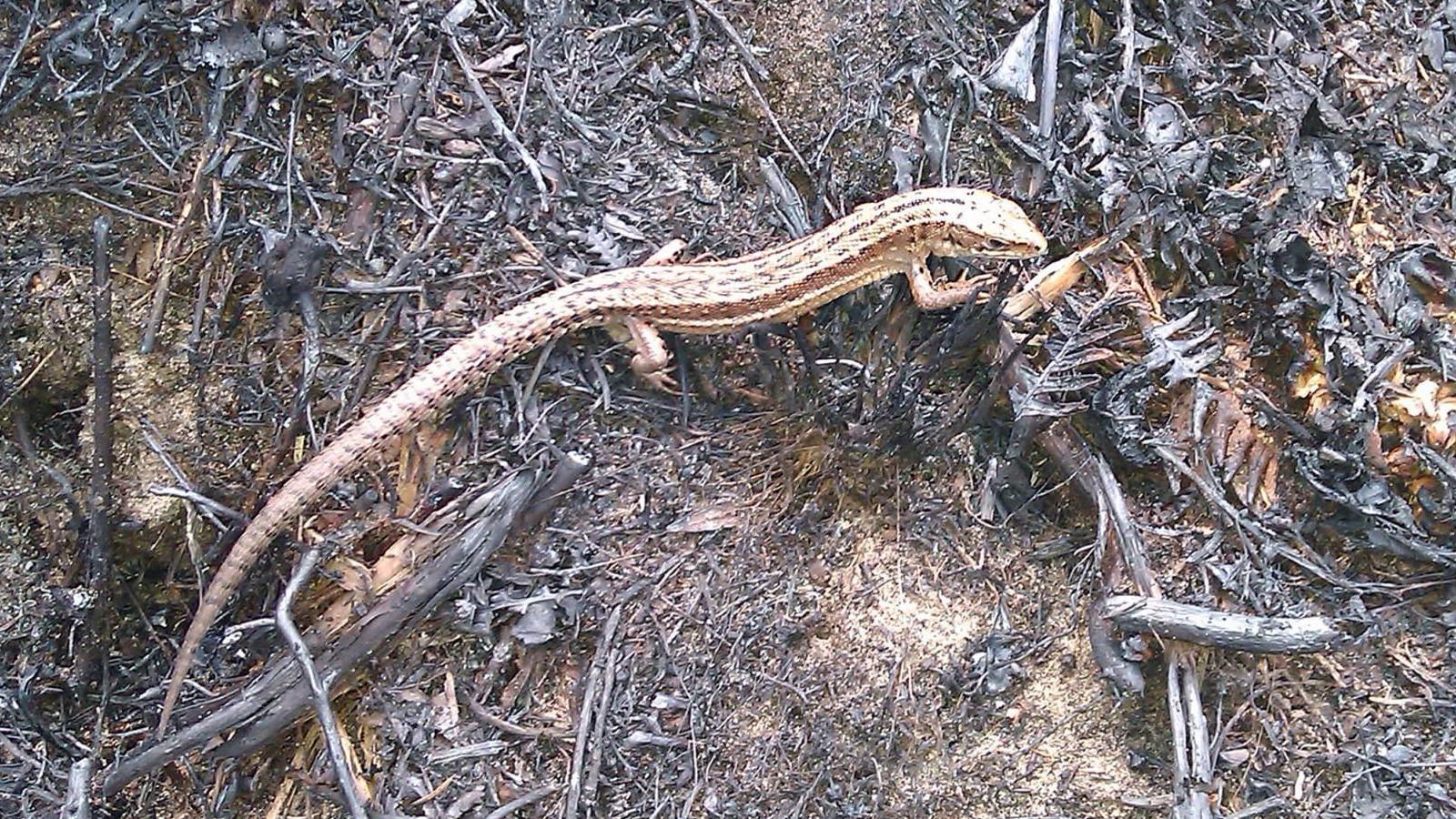A beige lizard with a long tail rests on charred scrubland