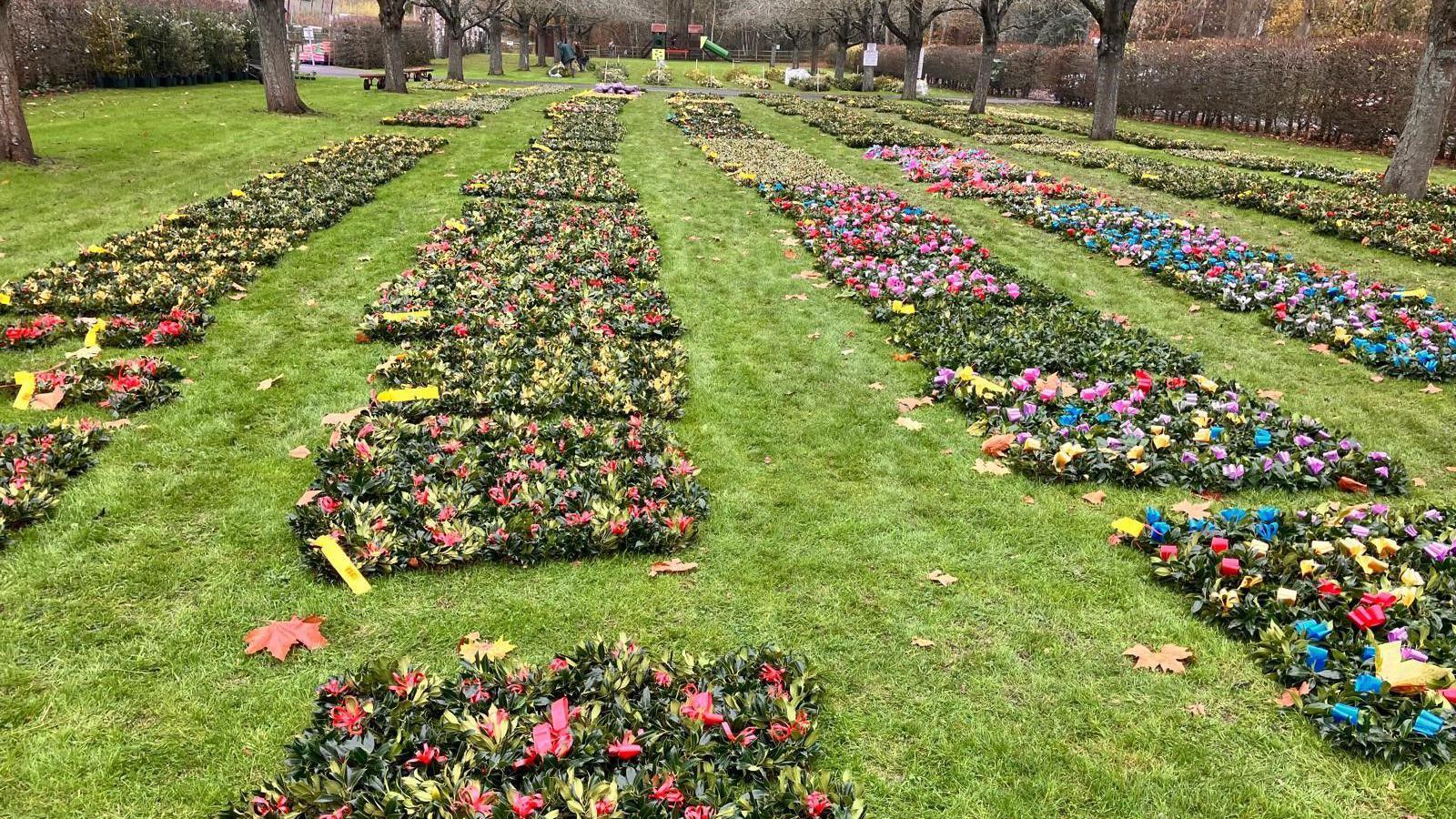 Sections of dark green mistletoe bundles are laid out in sections on a large portion of grass. They have colourful ribbons tied to them