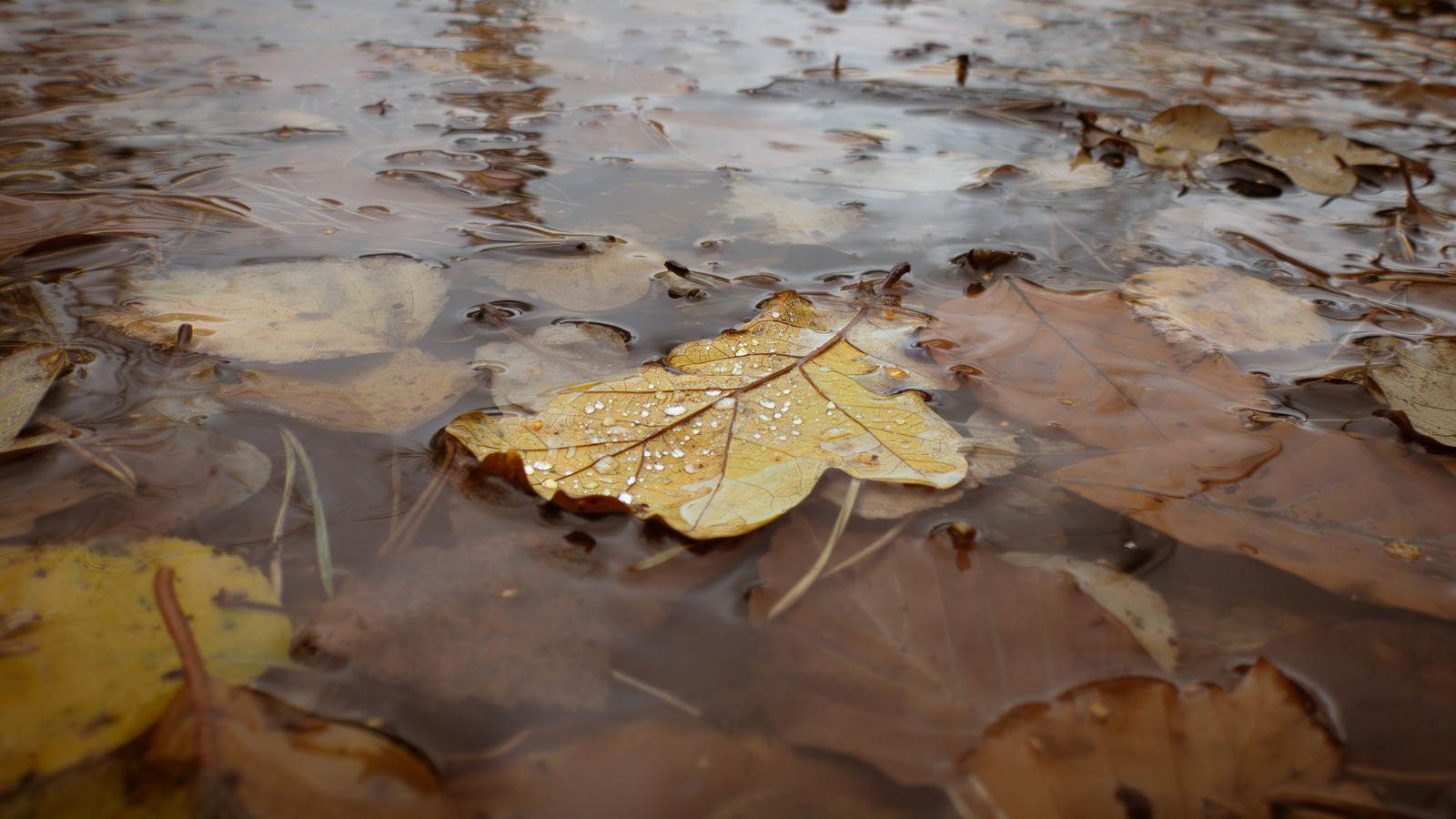 A pile of yellow and brown leaves submerged underwater.
