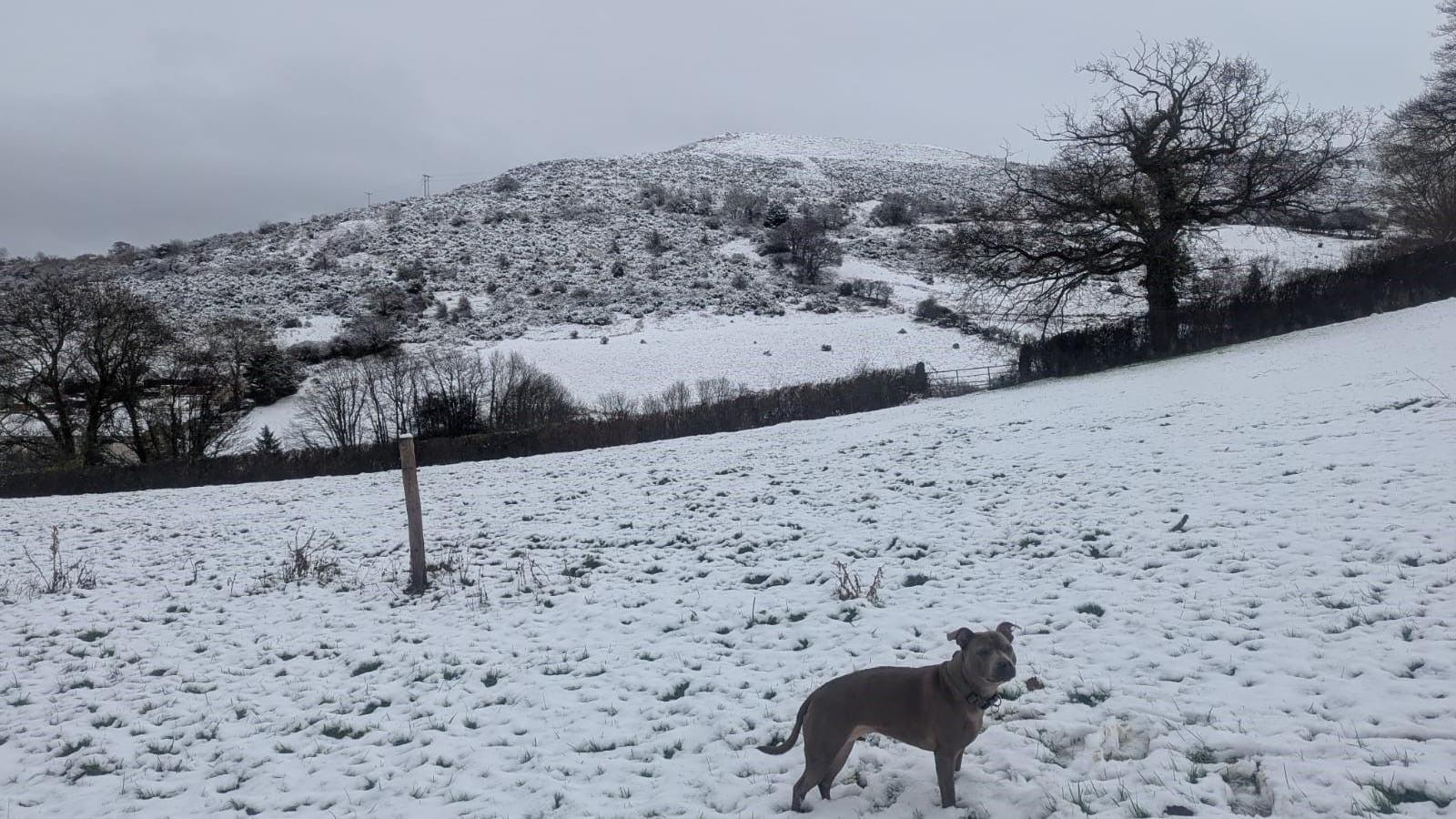  Dog captured walking above the village of Mochdre in Conwy county