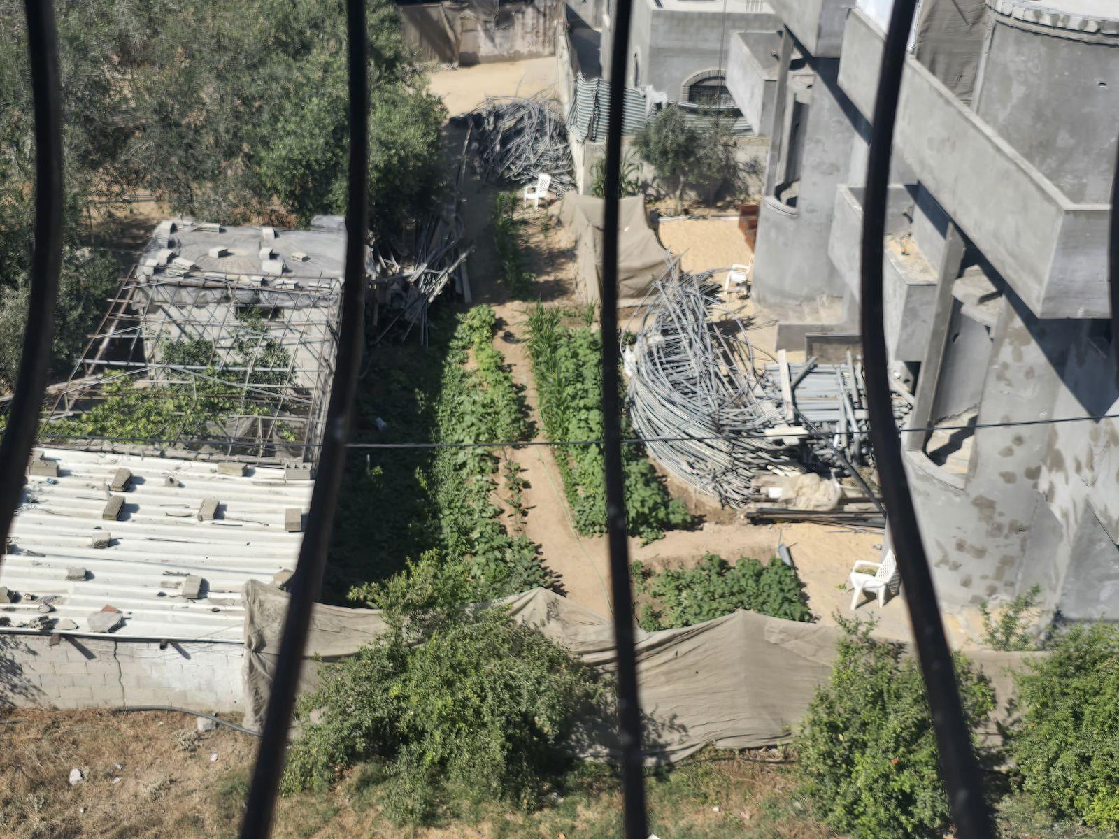 The view from Hanya's balcony, with her neighbour's garden greenery visible