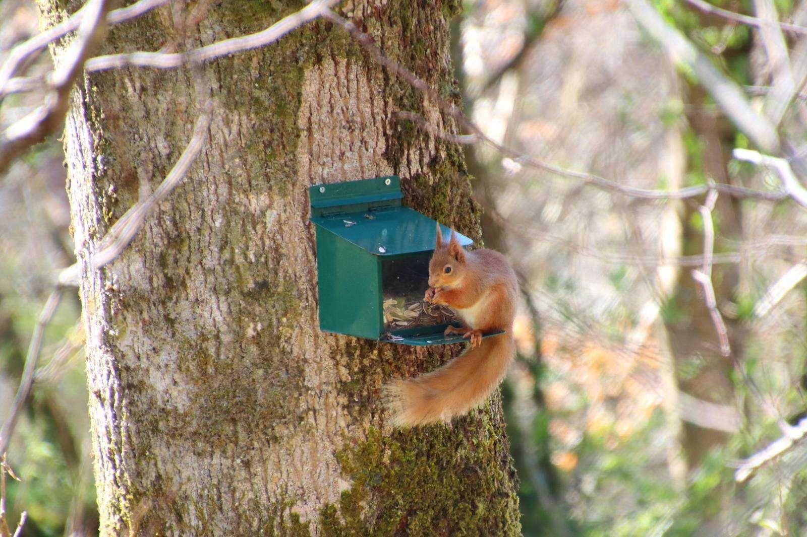 Red squirrel eating