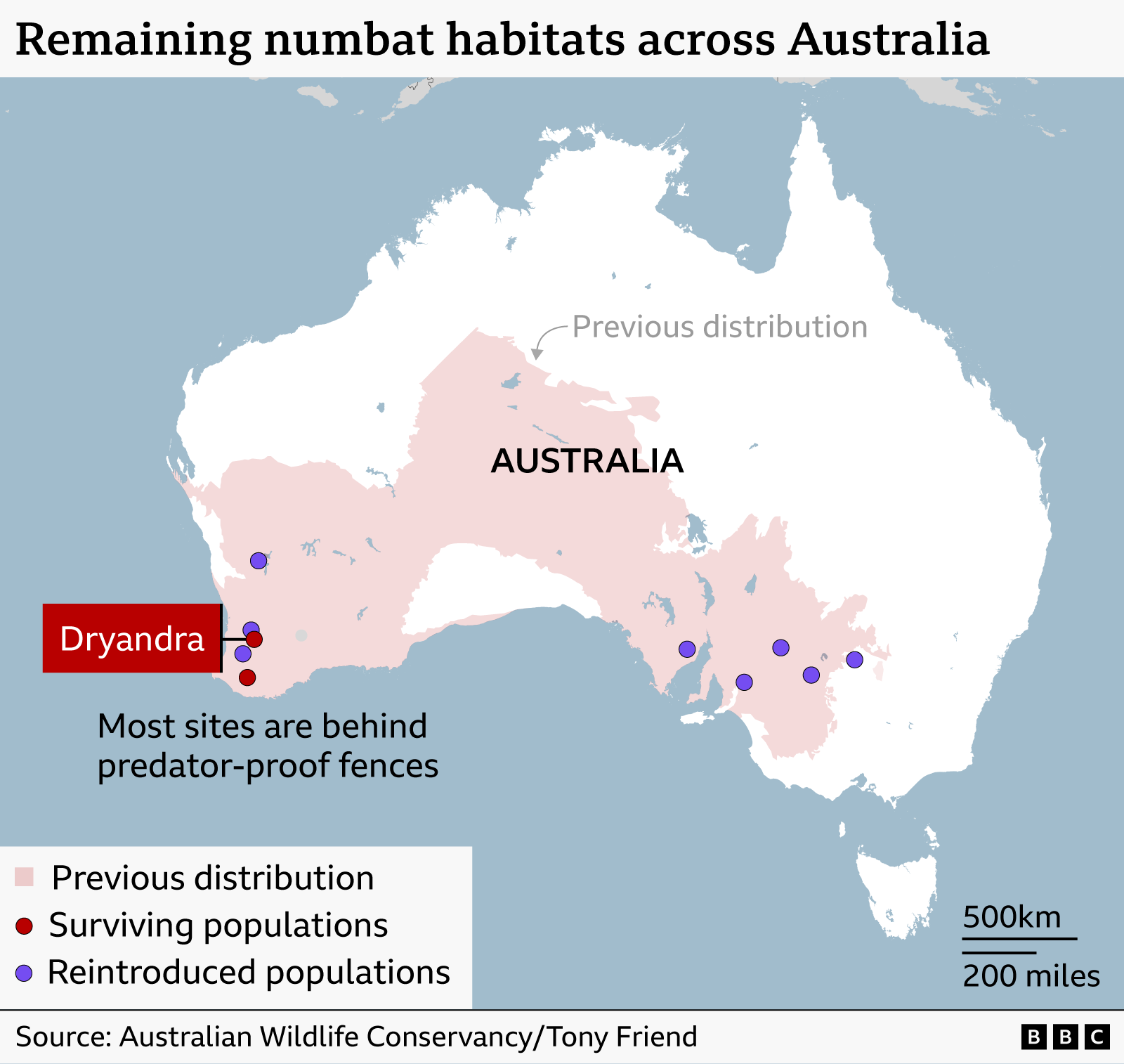 Graphic illustration of the map of Australia showing the remaining numbat habitats