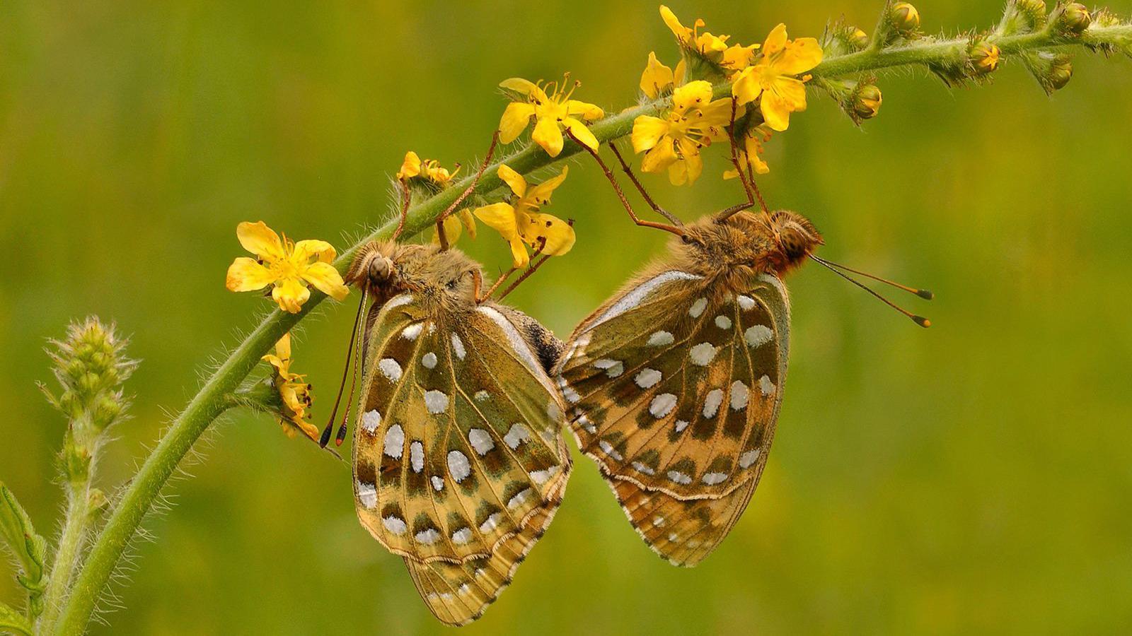 Two butterflies are sitting on the stem of a yellow flower. They have a green and yellow pattern with white dots. The background is blurred.