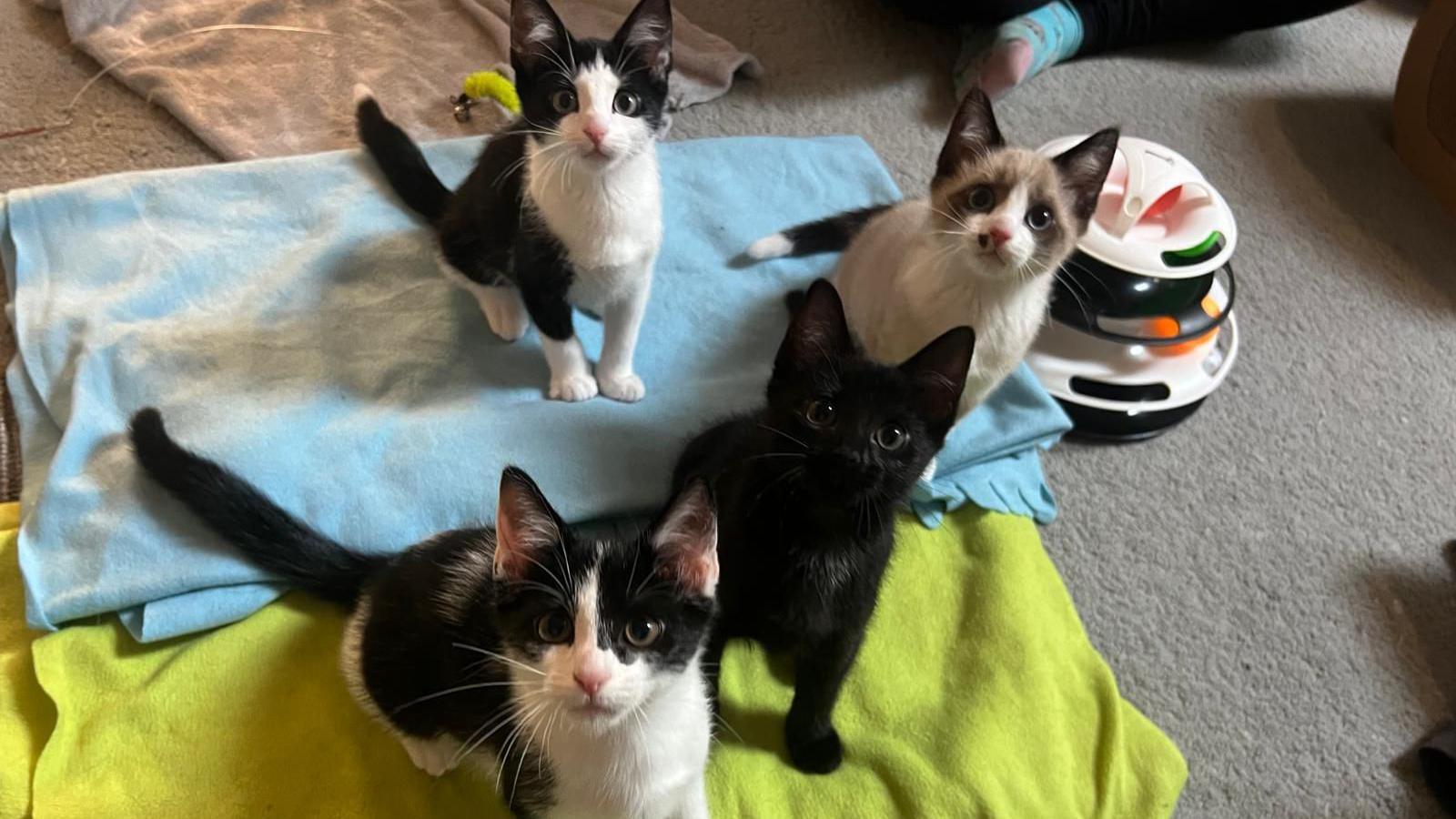 Four kittens, two are black and white, one is black and the other is brown and white. They are sat on two blue and green blankets. There is a cat toy to the right.