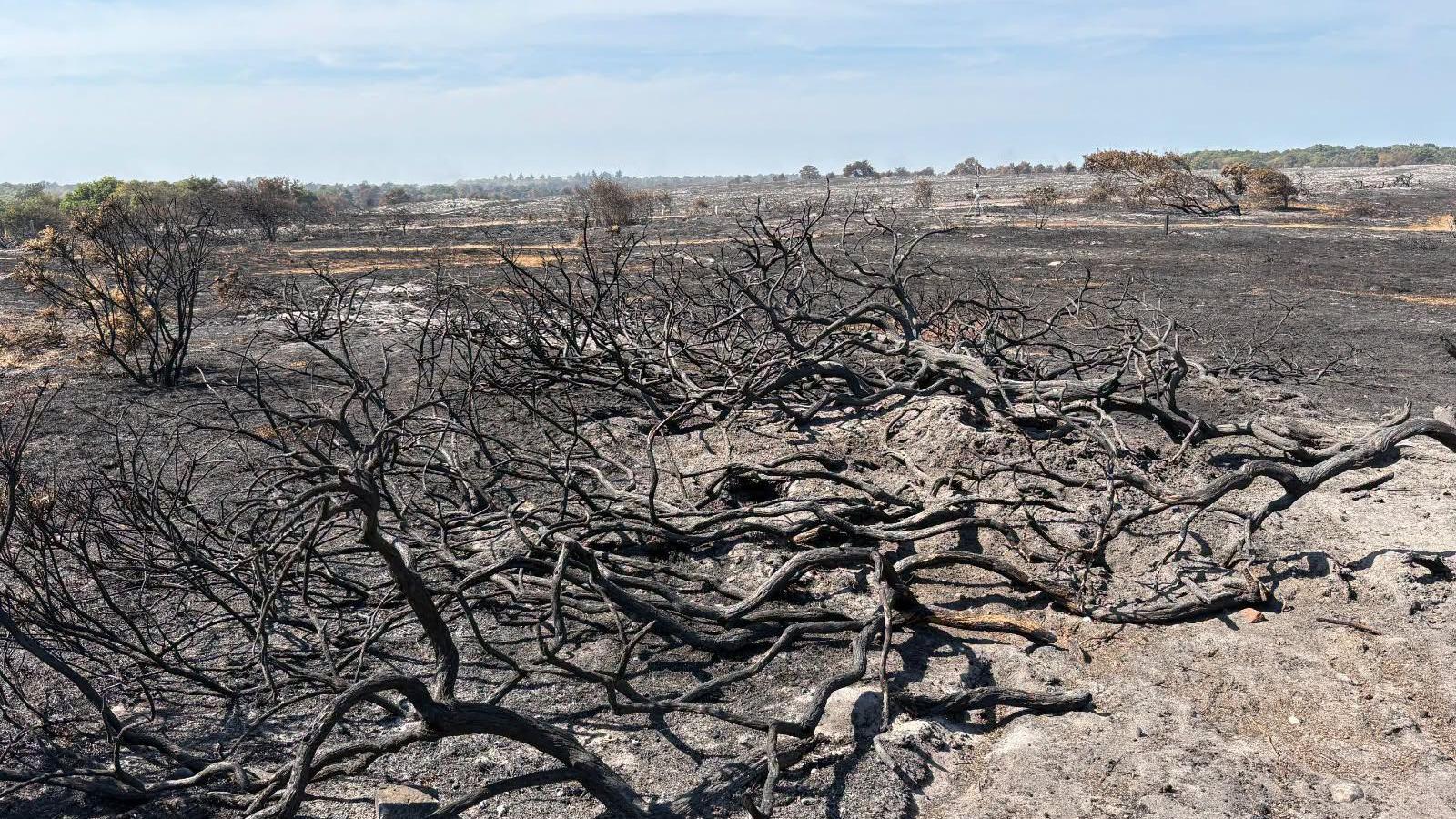 A scorched landscape showing burnt trees and charred land. 