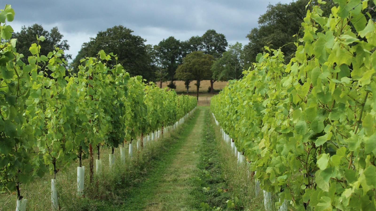 Tanhurst Estate vineyard in Abinger