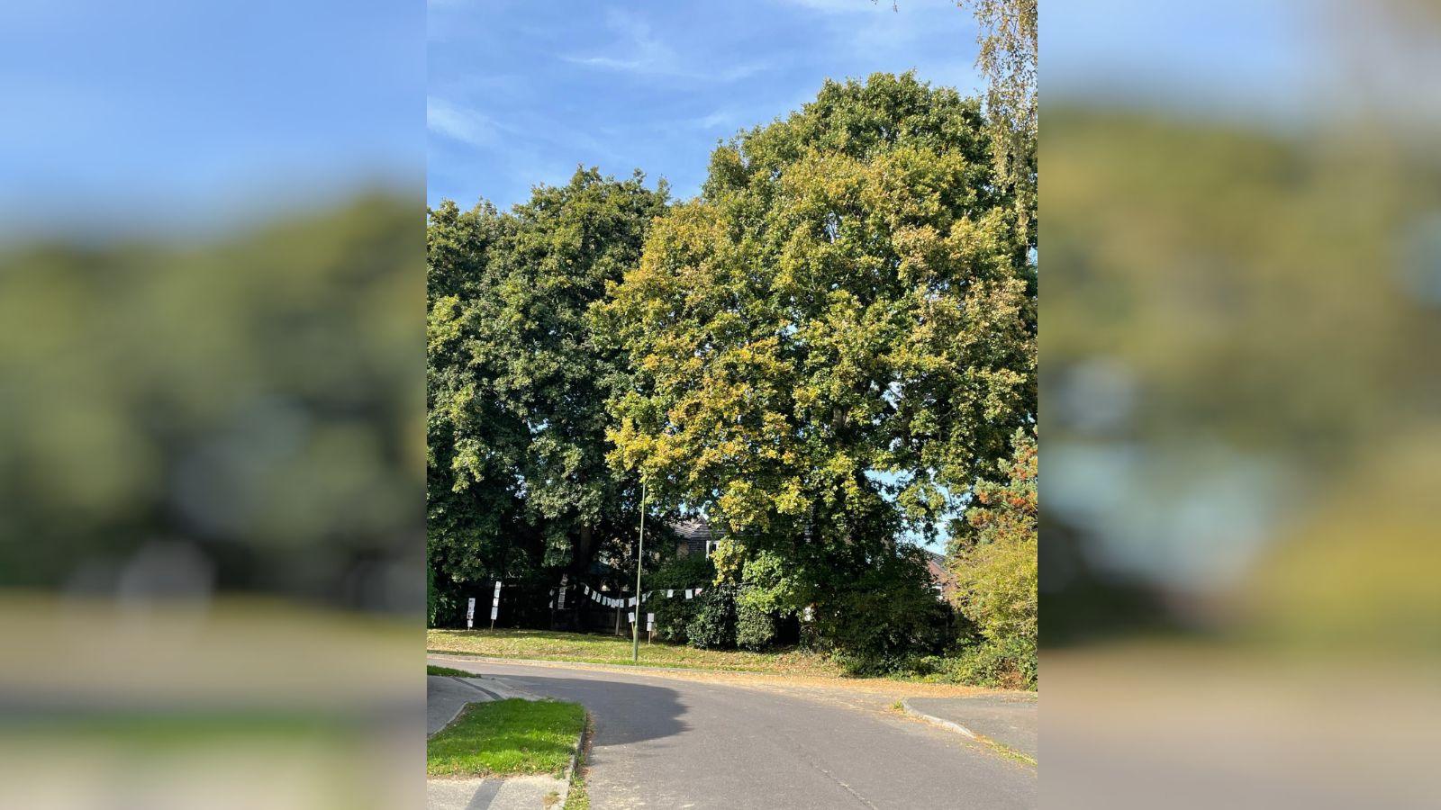 Two trees on the corner of a road. 