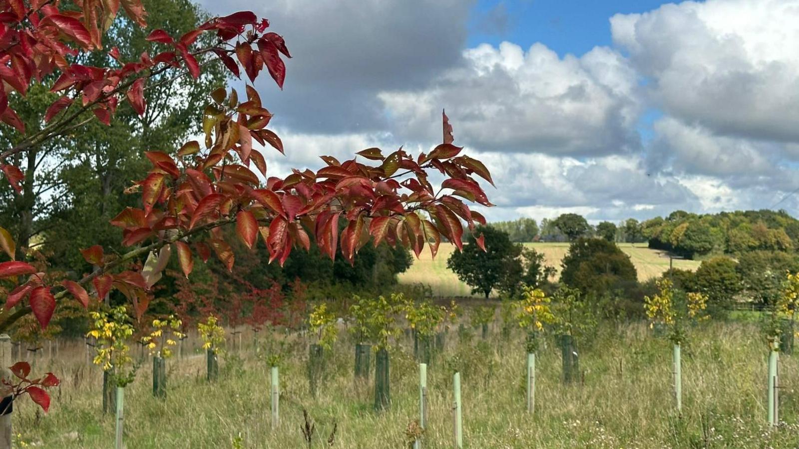 A tree branch with red leaves in the foreground, with smaller trees planted in plastic protective supports in a meadow backed by mature trees and a sunlit, mown field beneath a partially cloudy sky