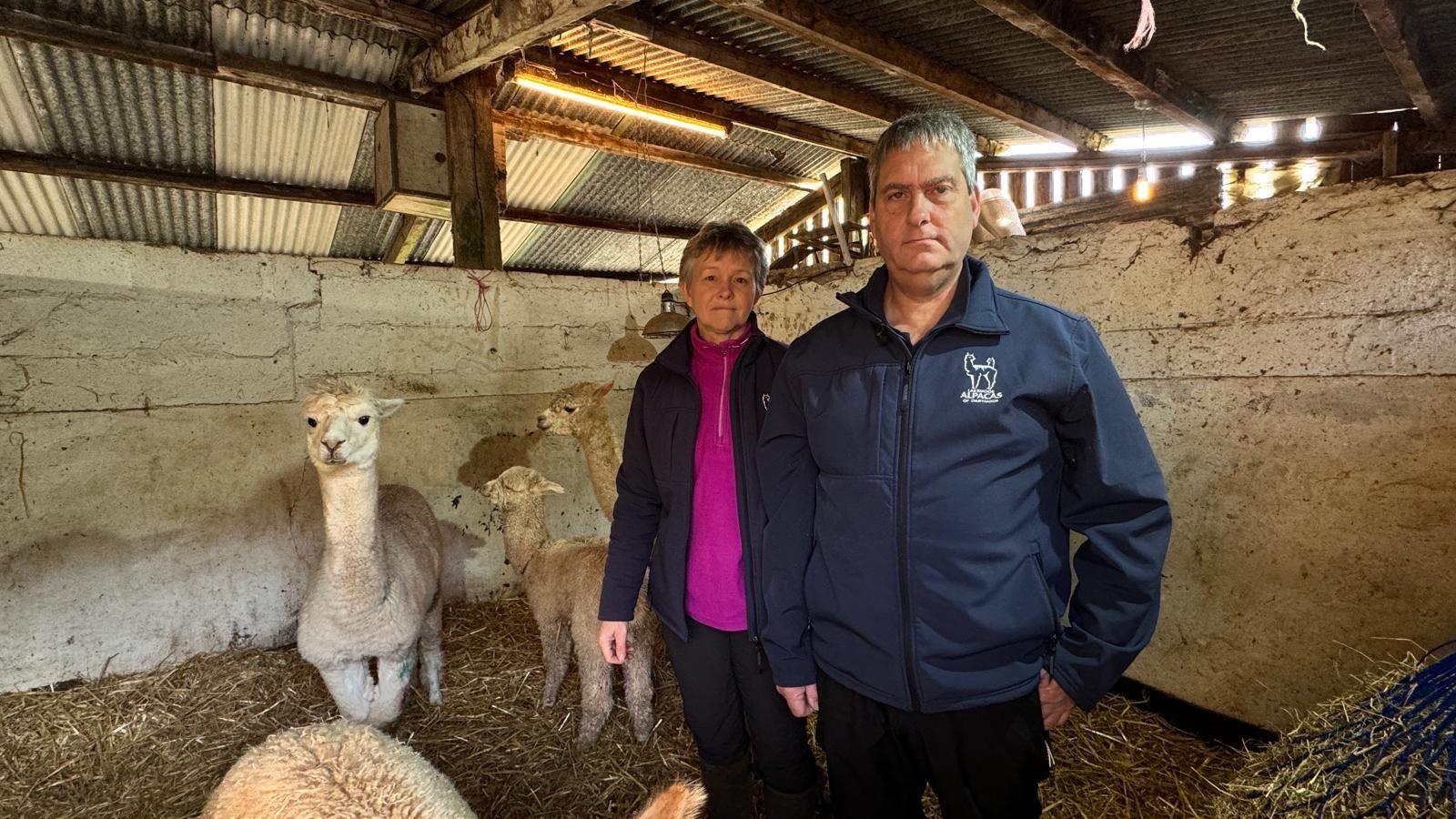 Sam and Mark Norman stood wearing blue coats in a walled pen together with a group of four alpacas and a bail of hay