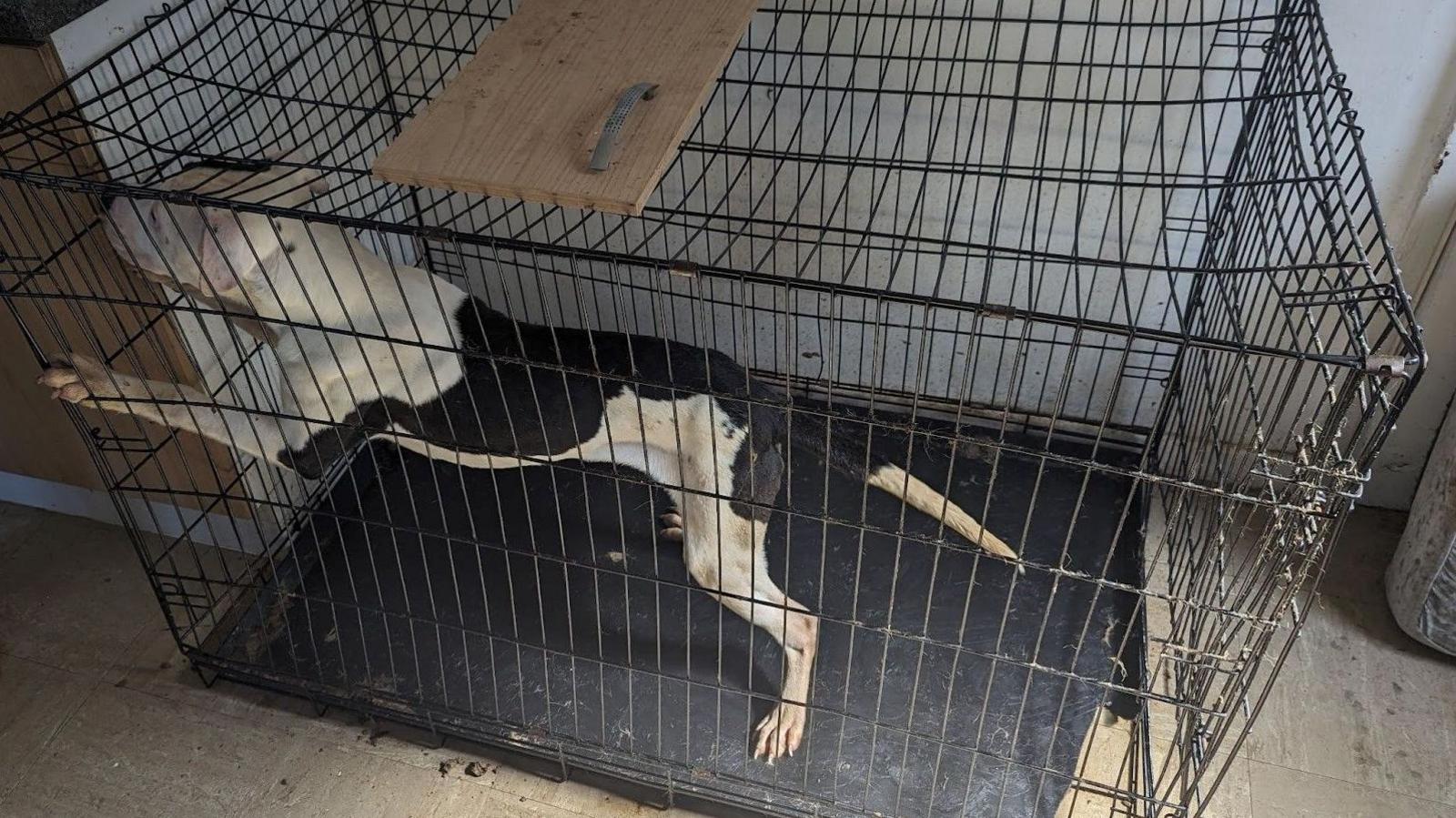 Rocco, a black and white bully dog, being kept inside a cage.